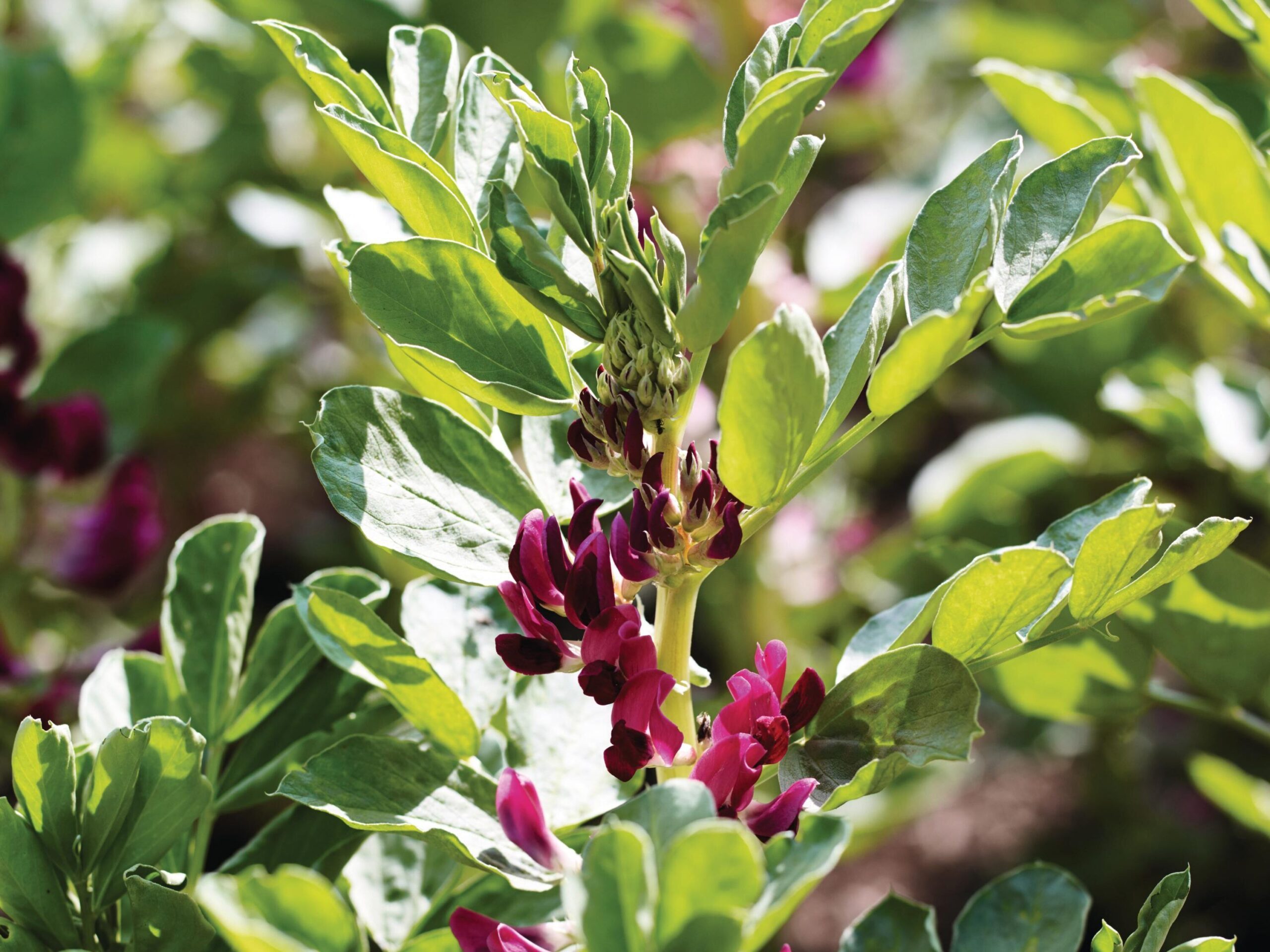 Vicia faba ‘Crimson Flowered’