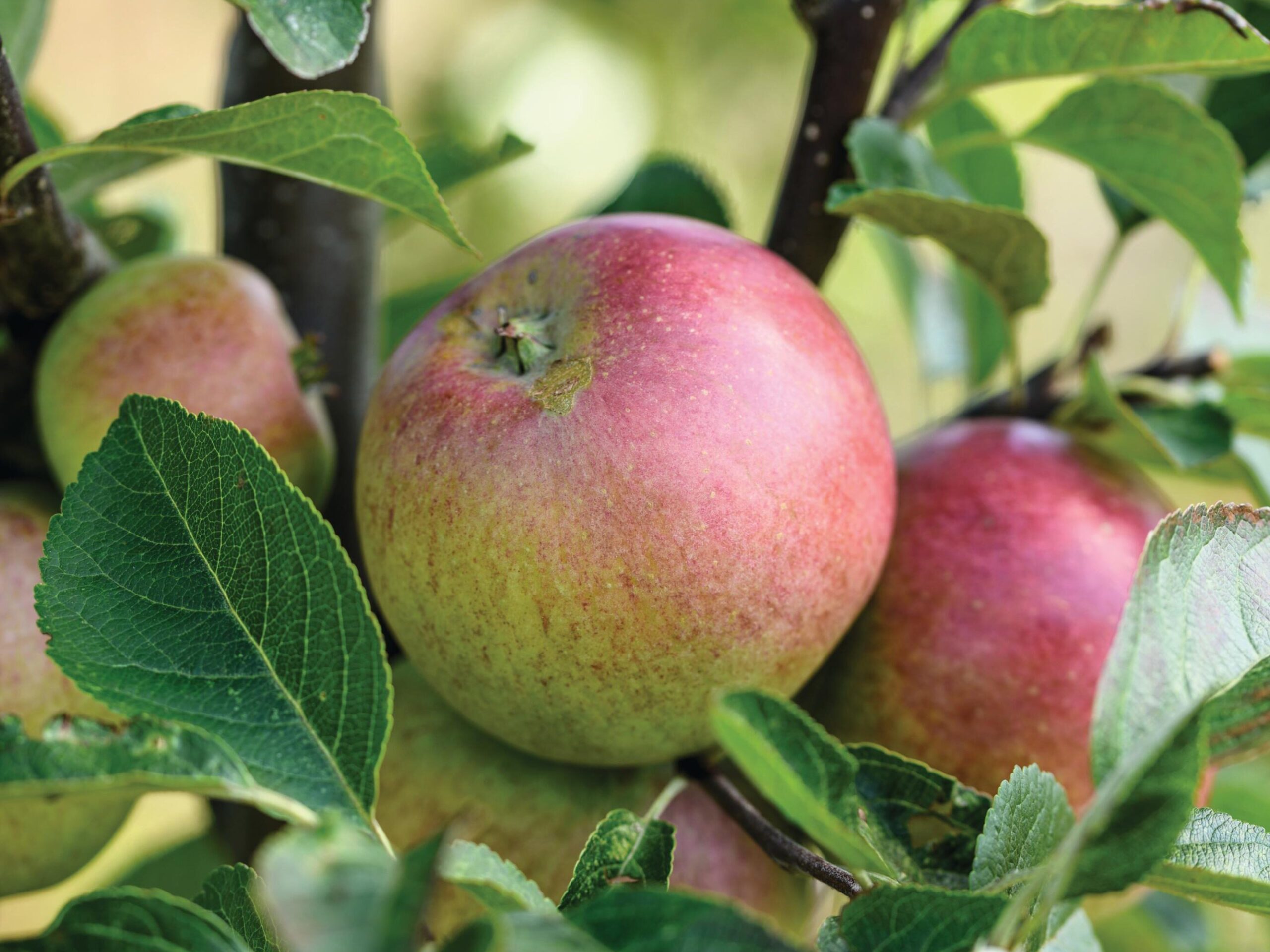 Malus domestica ‘Laxton’s Superb’