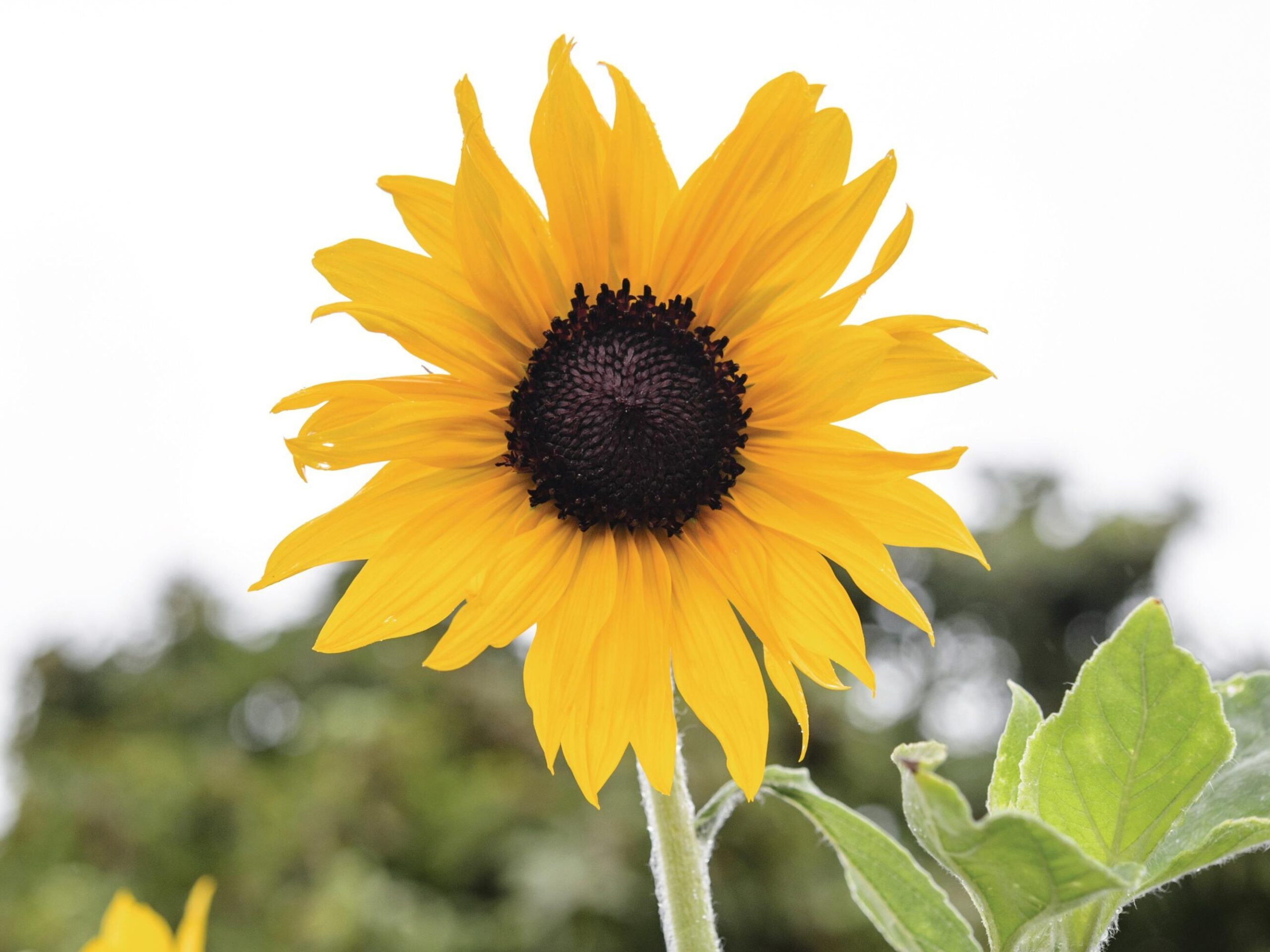 Helianthus annuus ‘Alchemy’