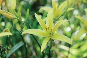 Hemerocallis ‘Ariadne’ Hemerocallis ‘Ariadne’