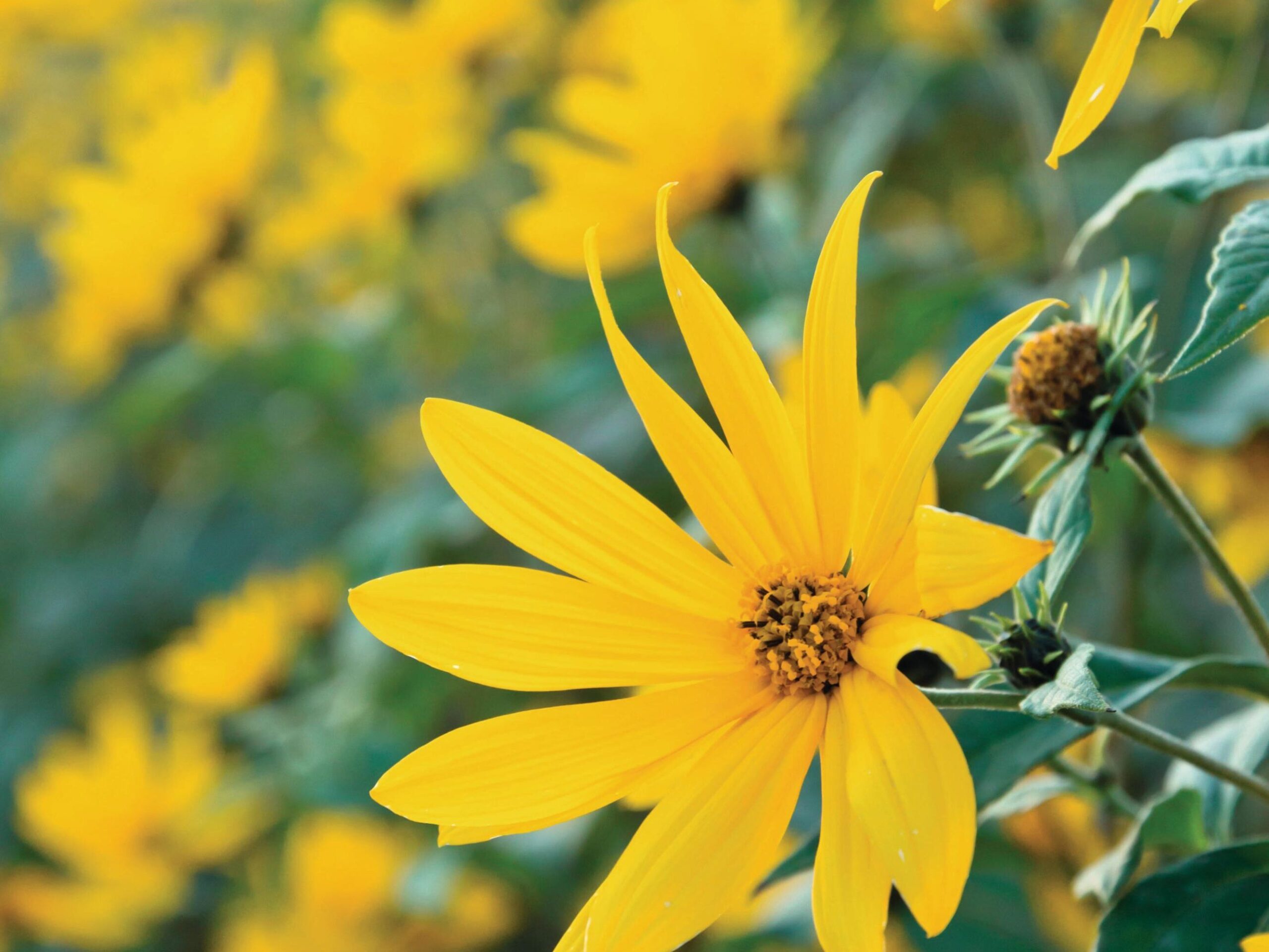 Helianthus tuberosus