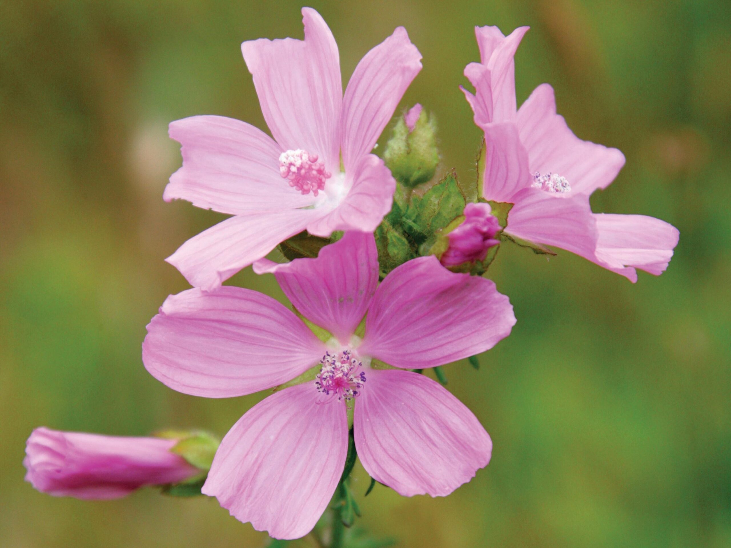 Malva moschata