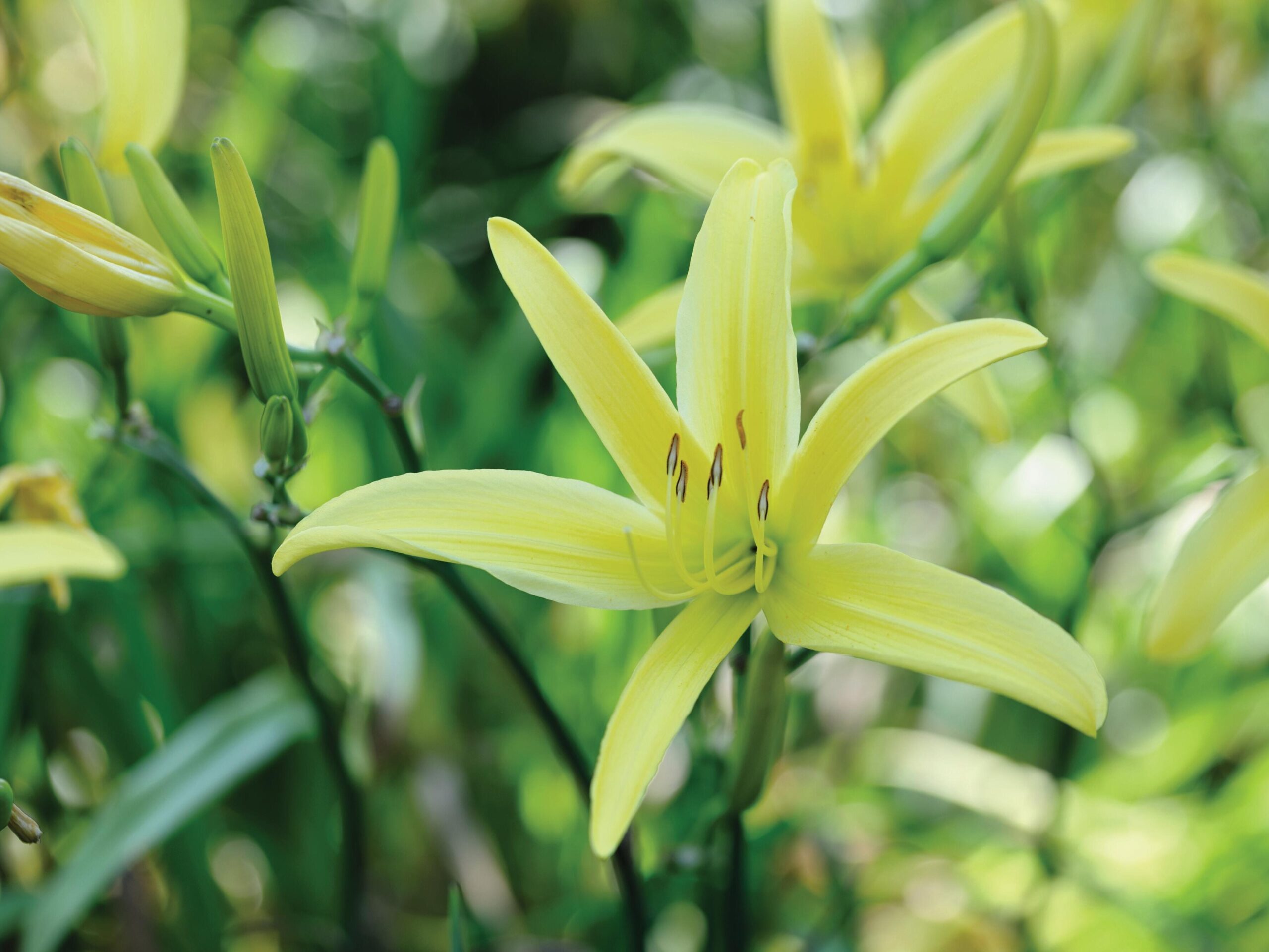 Hemerocallis ‘Ariadne’