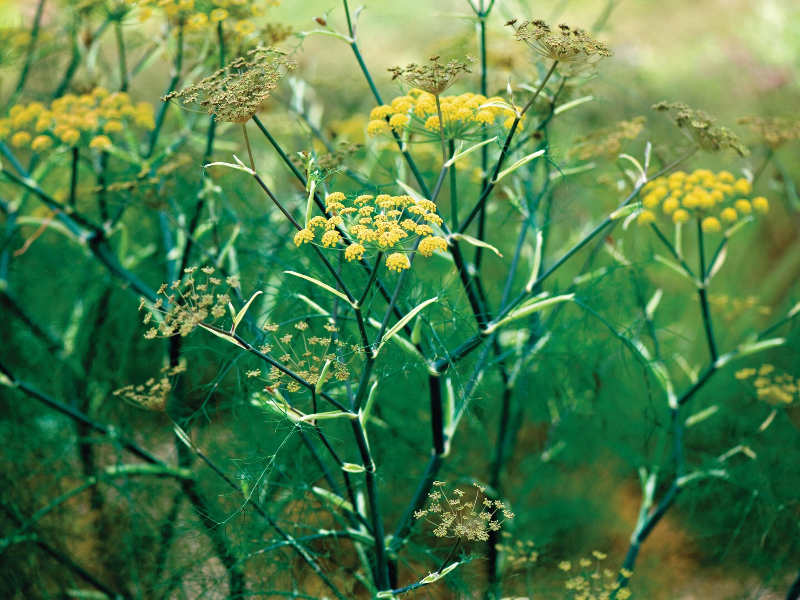 Foeniculum vulgare