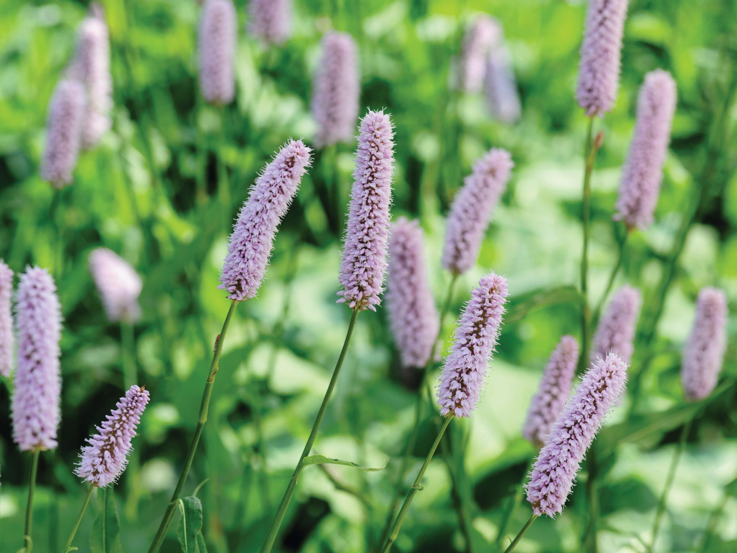 Bistorta officinalis ‘Superba’