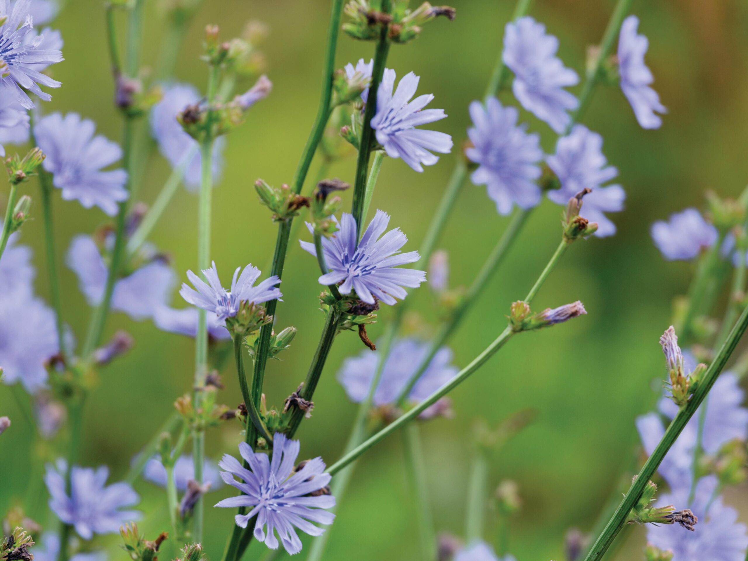 Cichorium intybus