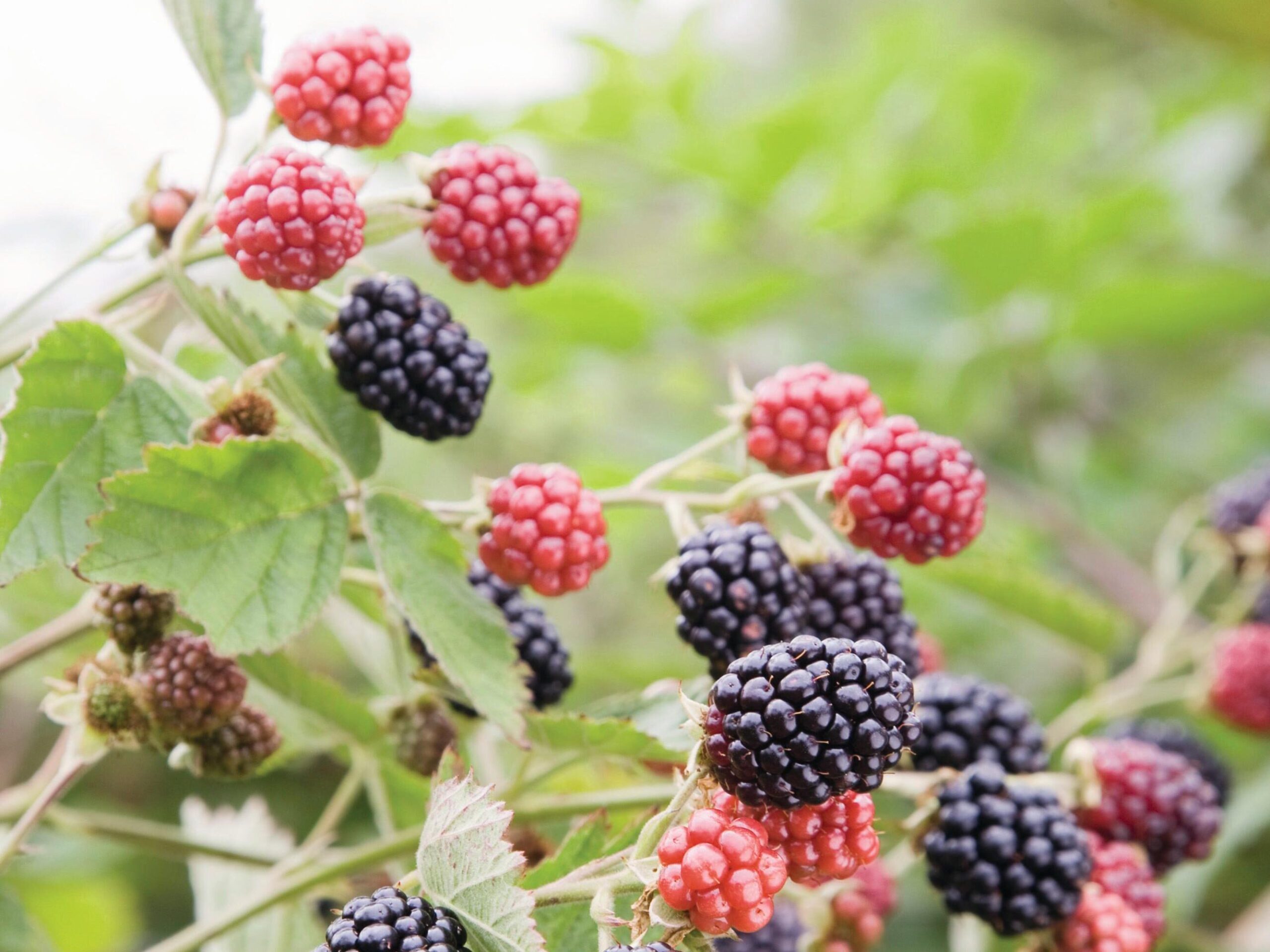 Rubus fruticosus ‘Loch Tay’