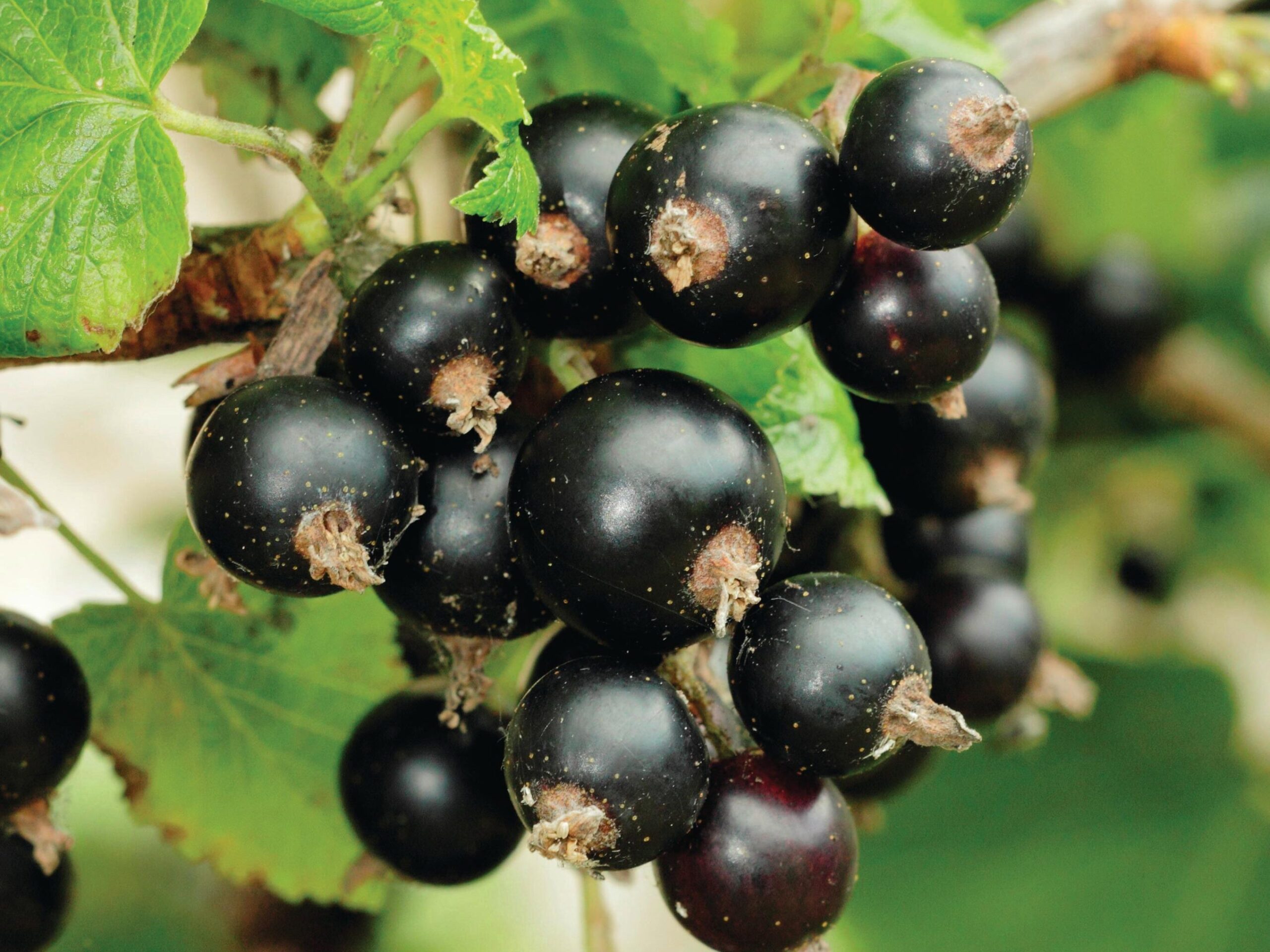 Ribes nigrum ‘Big Ben’