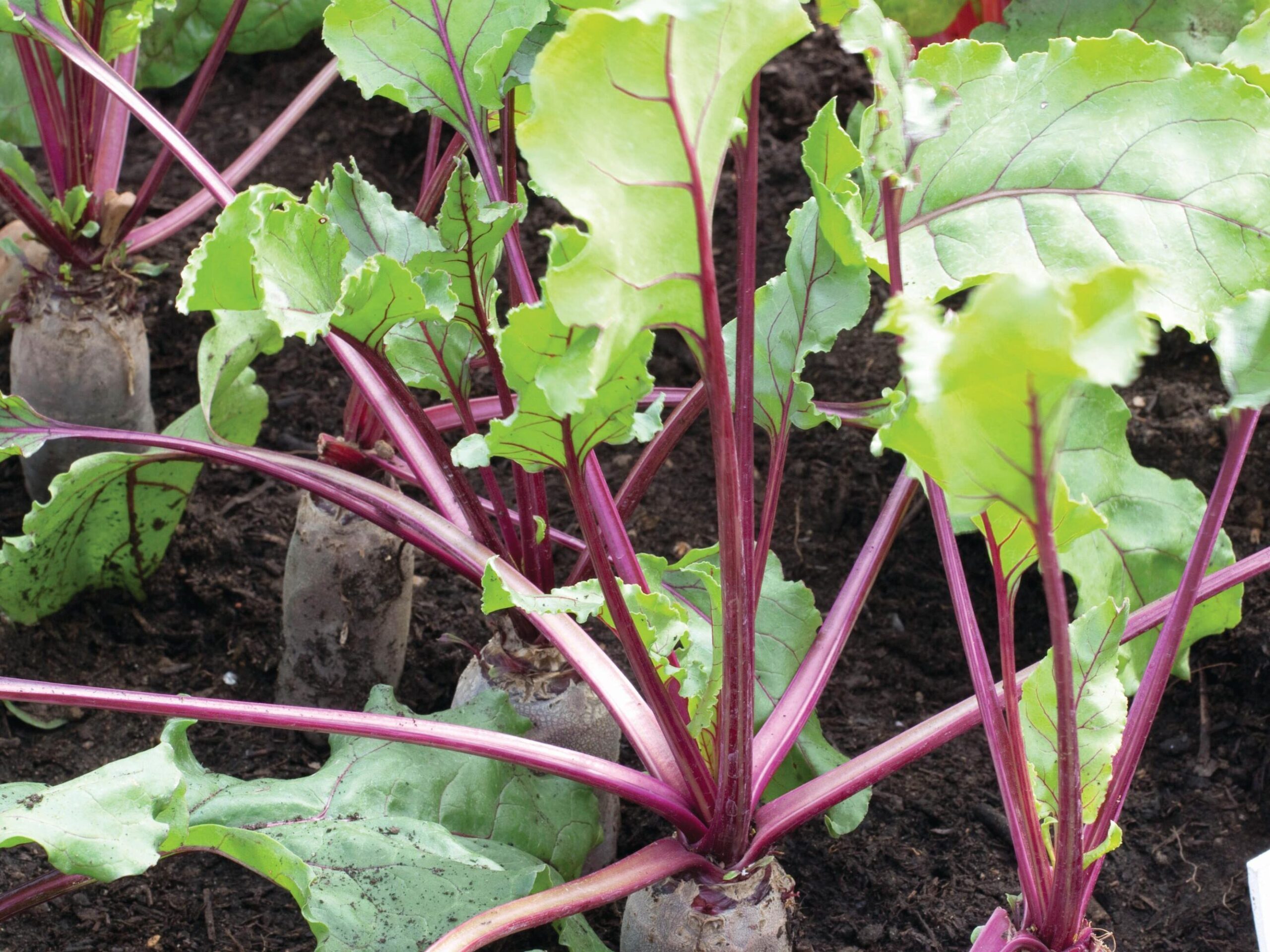 Beta vulgaris ‘Alto’