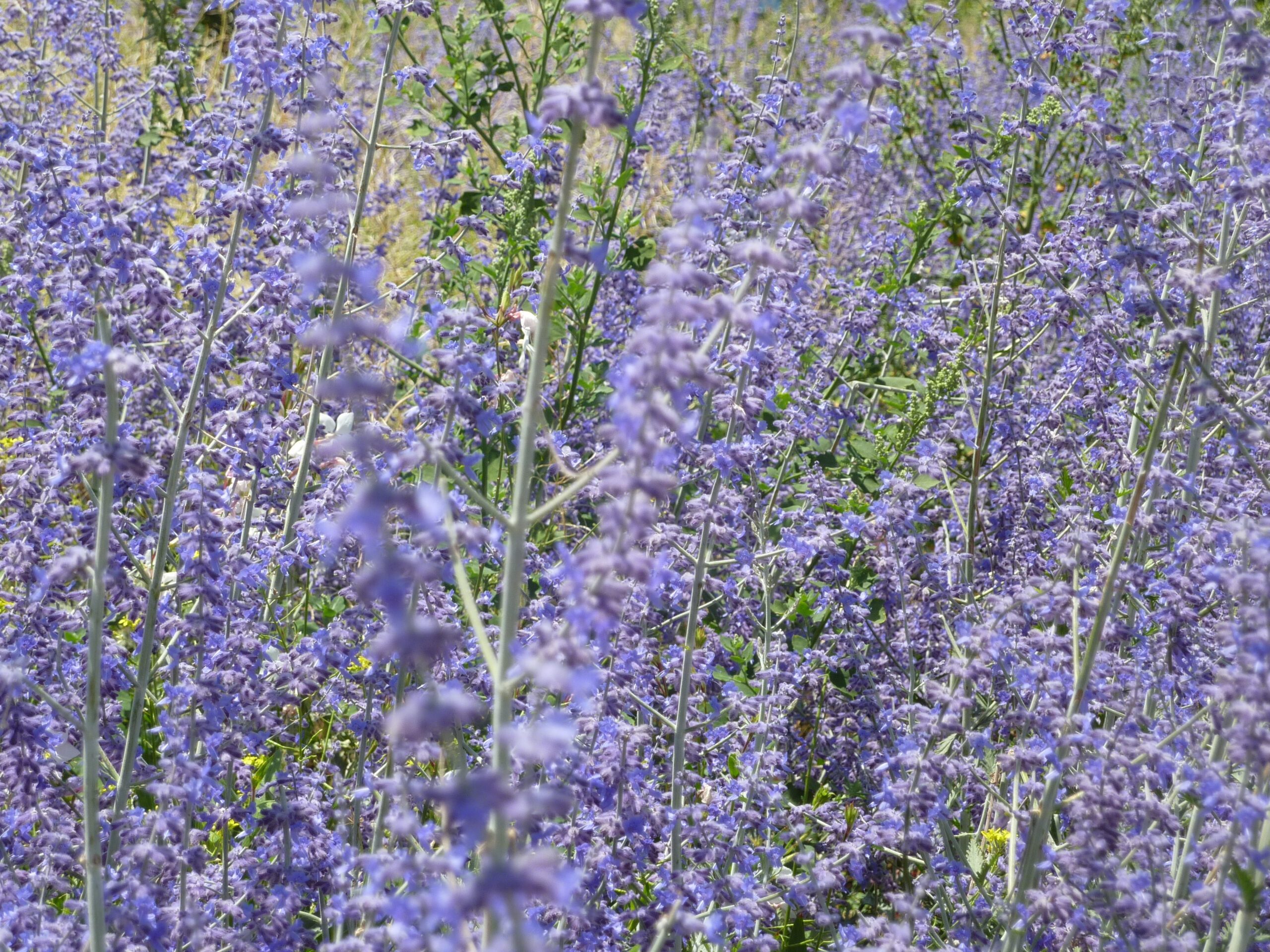 Russian sage (Perovskia)