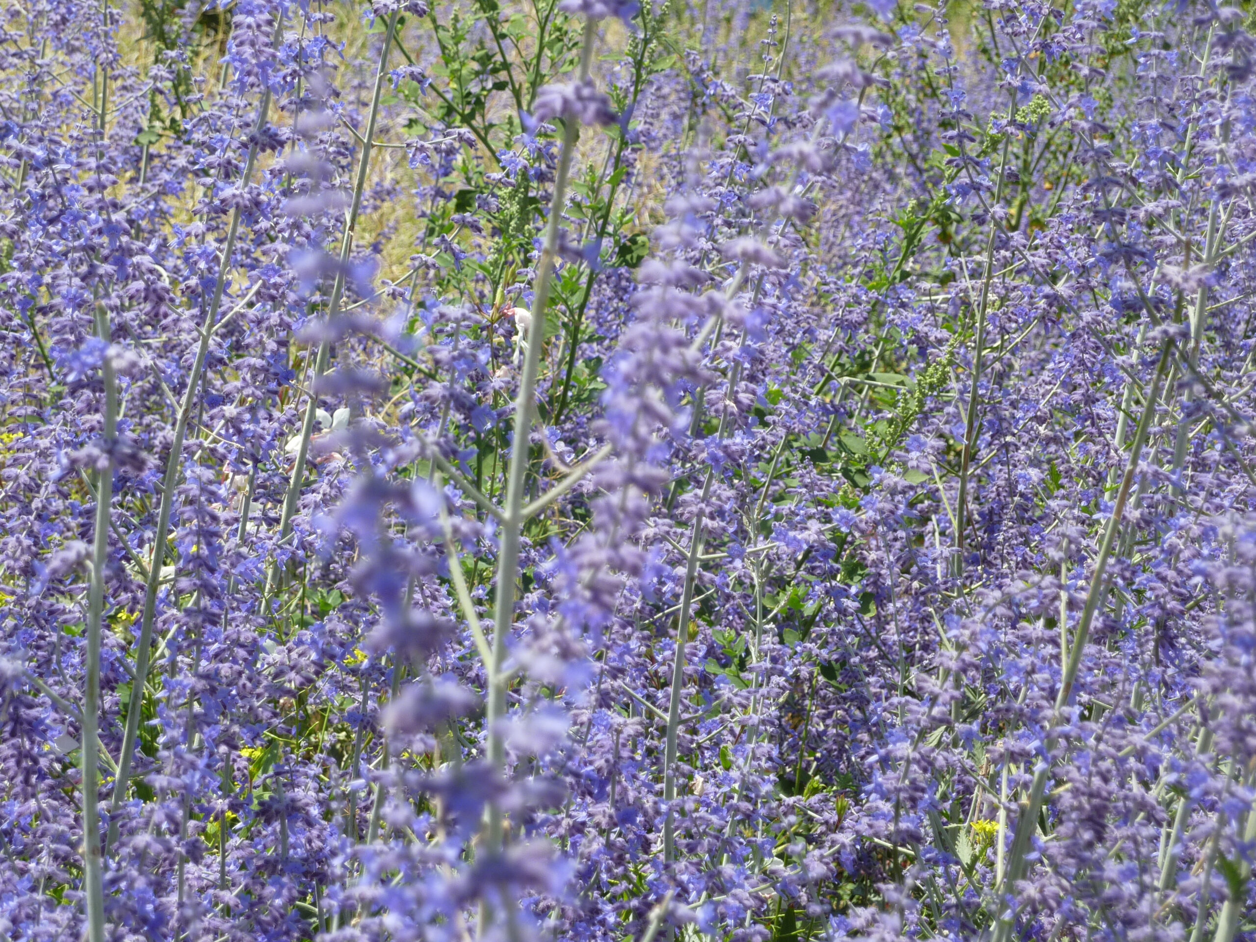 Russian sage (Perovskia)