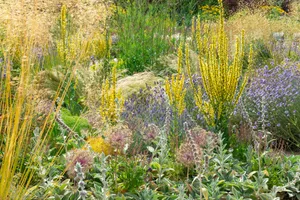 Mix of drought tolerant perennials and ornamental grasses including Verbascums, Stachys, Stipa and Alliums. Mix of drought tolerant perennials and ornamental grasses including Verbascums, Stachys, Stipa and Alliums.