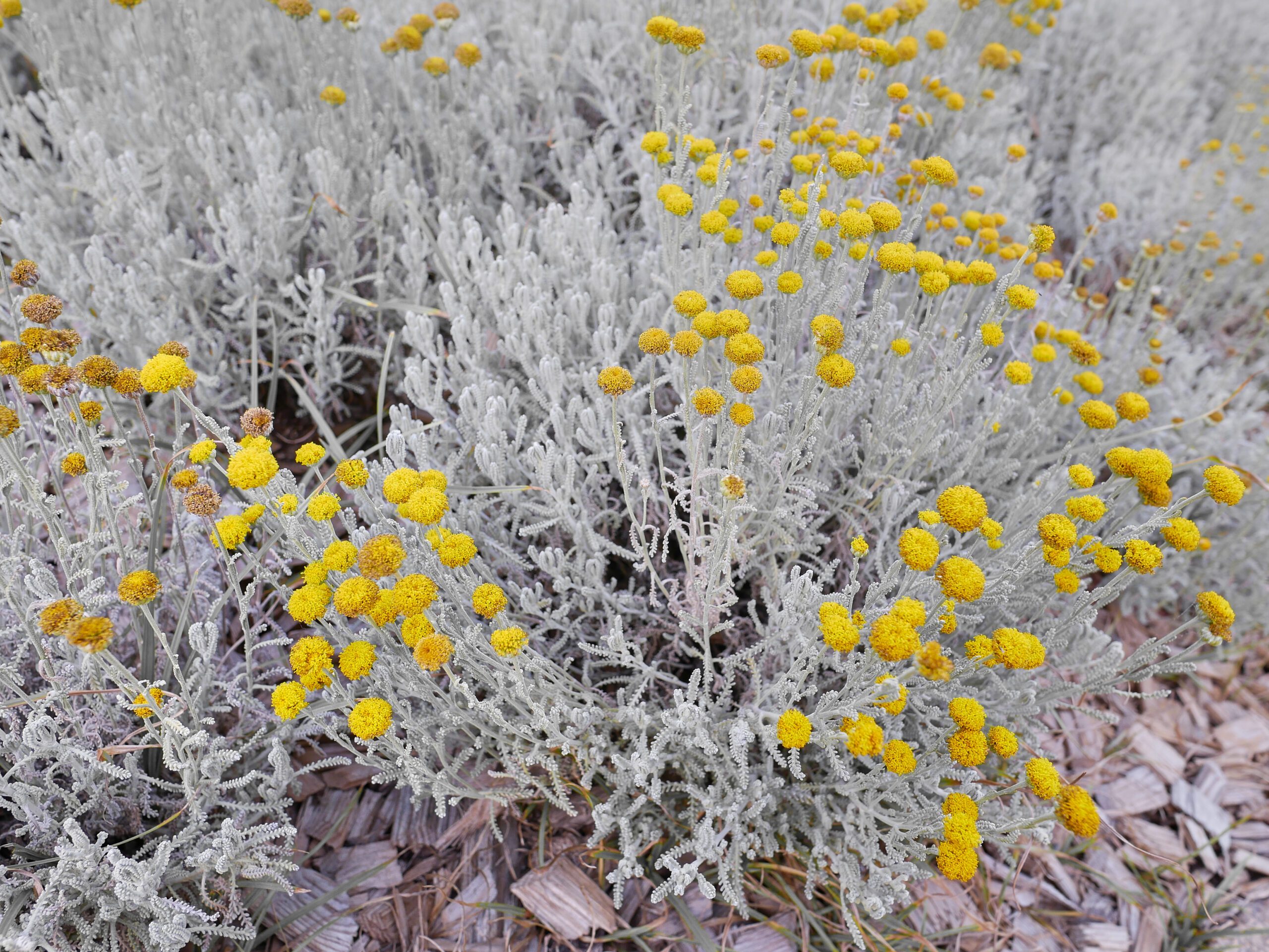 Santolina chamaecyparissus