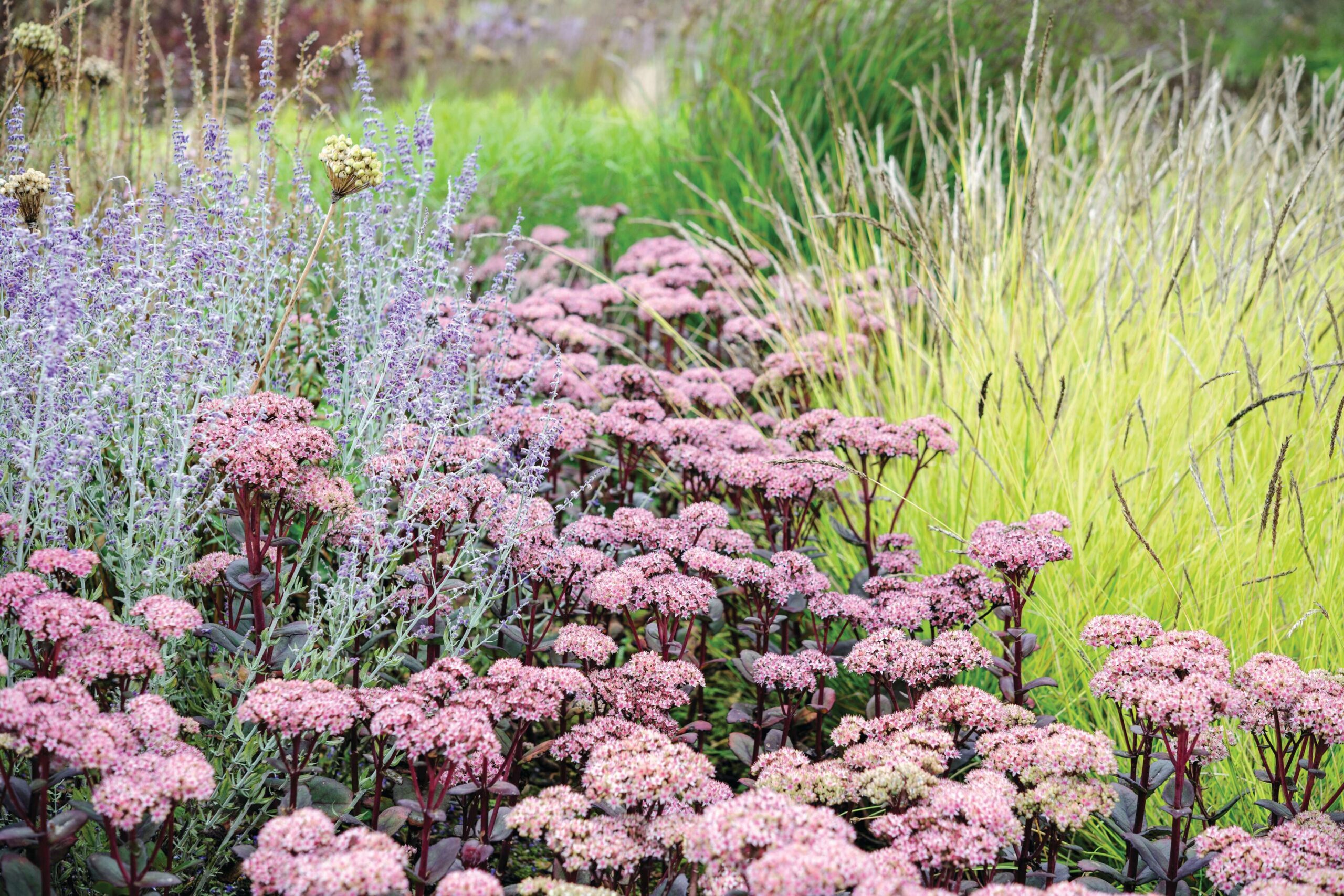 Sedum 'Matrona'