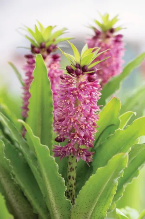 Eucomis ‘Leia’ © Richard Bloom Eucomis ‘Leia’ © Richard Bloom