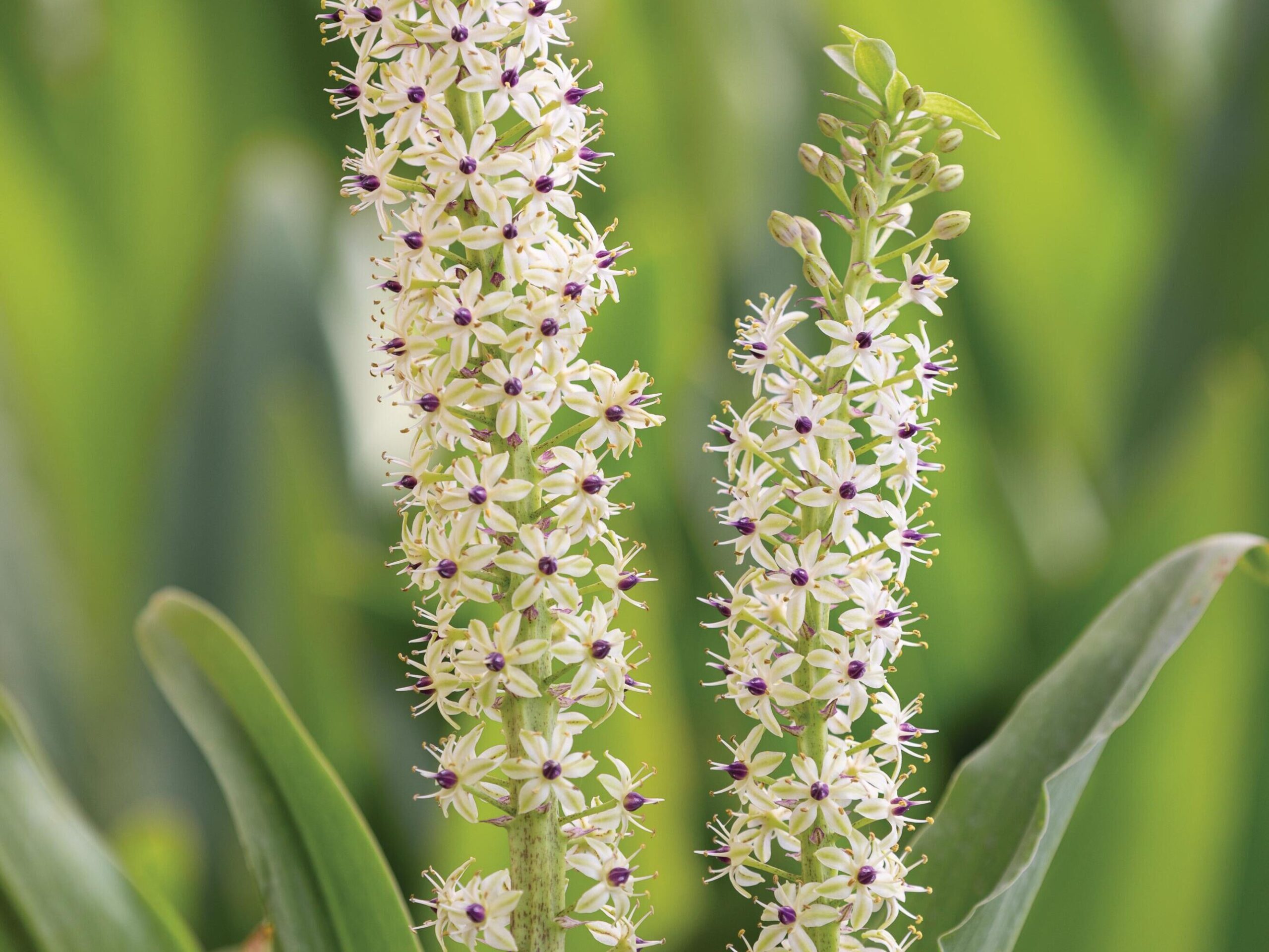 Eucomis comosa ‘Lotte’ © Richard Bloom