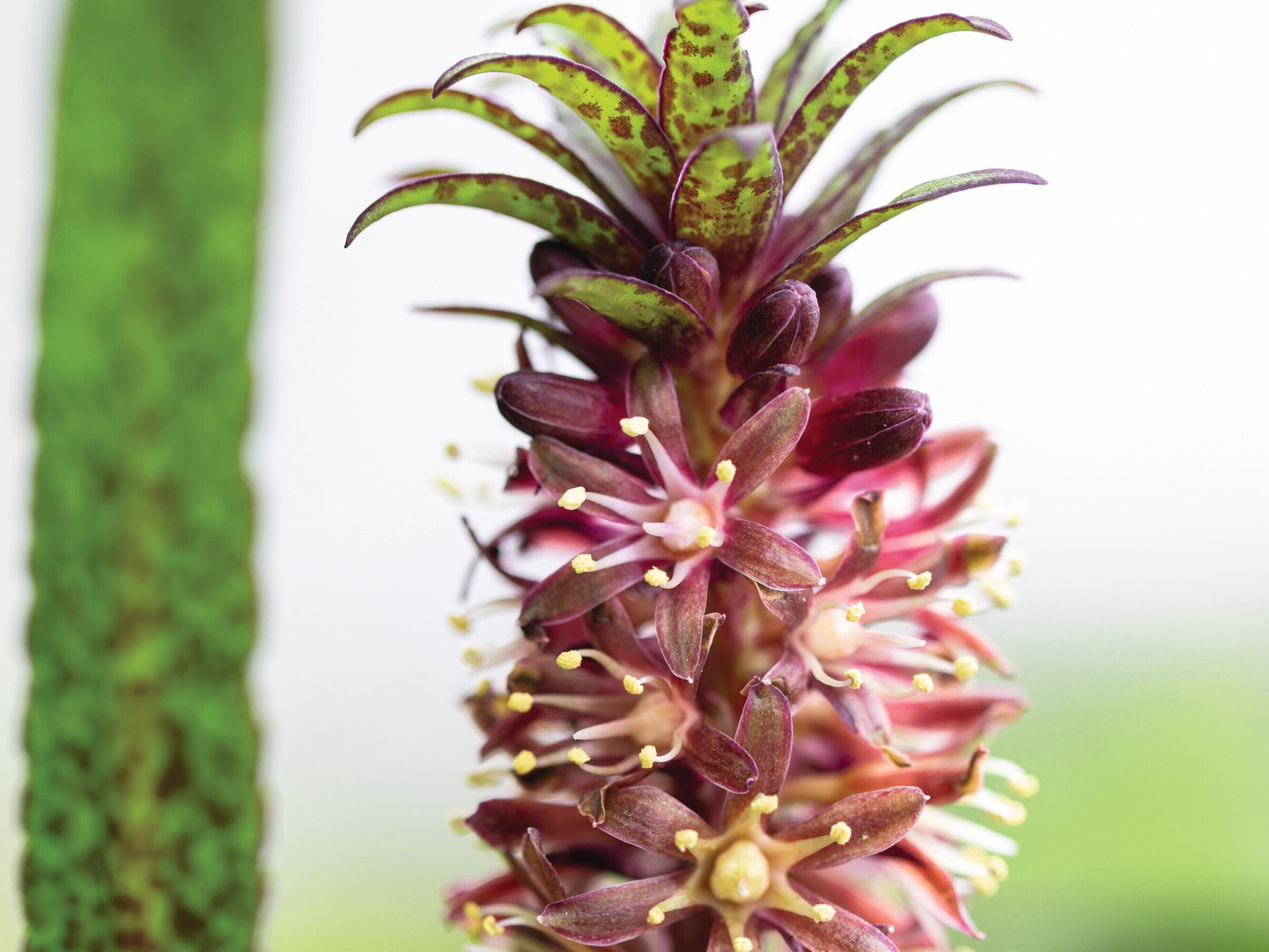 Eucomis vandermerwei © Richard Bloom