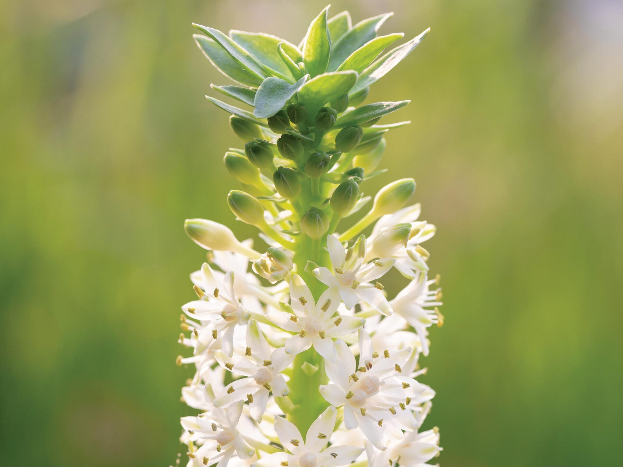 Eucomis comosa ‘Kilimanjaro’ © Richard Bloom