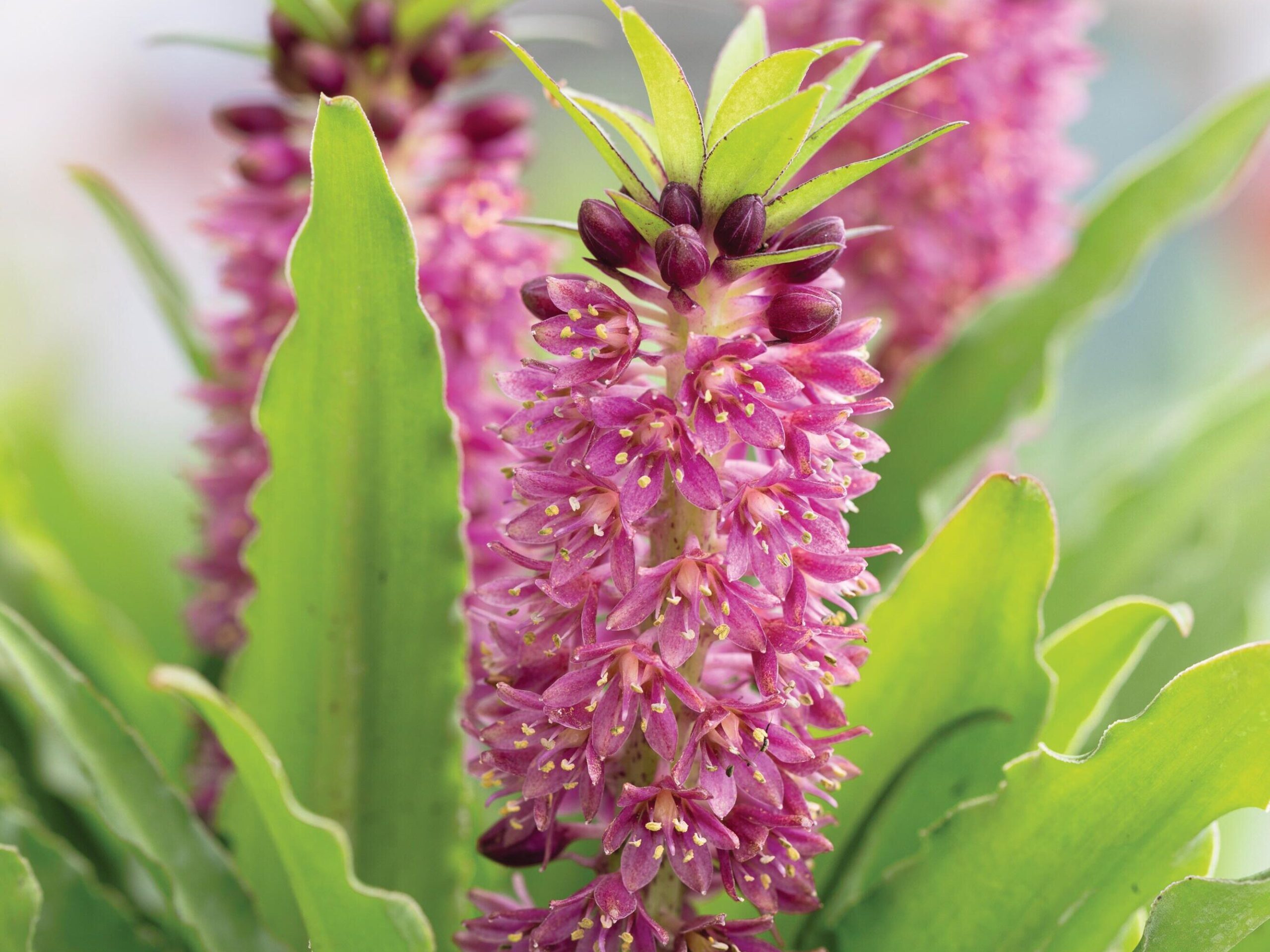 Eucomis ‘Leia’ © Richard Bloom