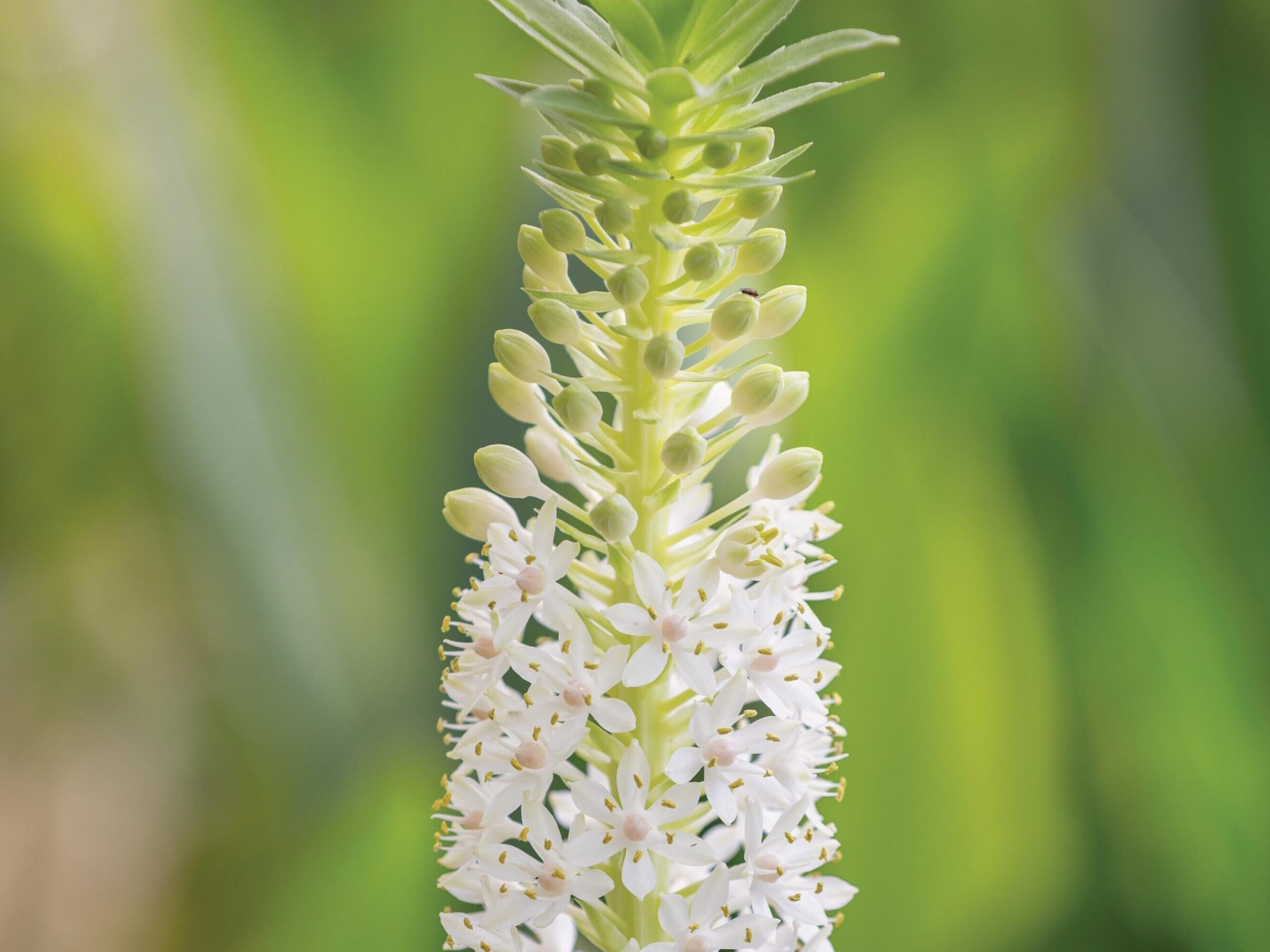Eucomis comosa ‘Johannesburg’ © Richard Bloom