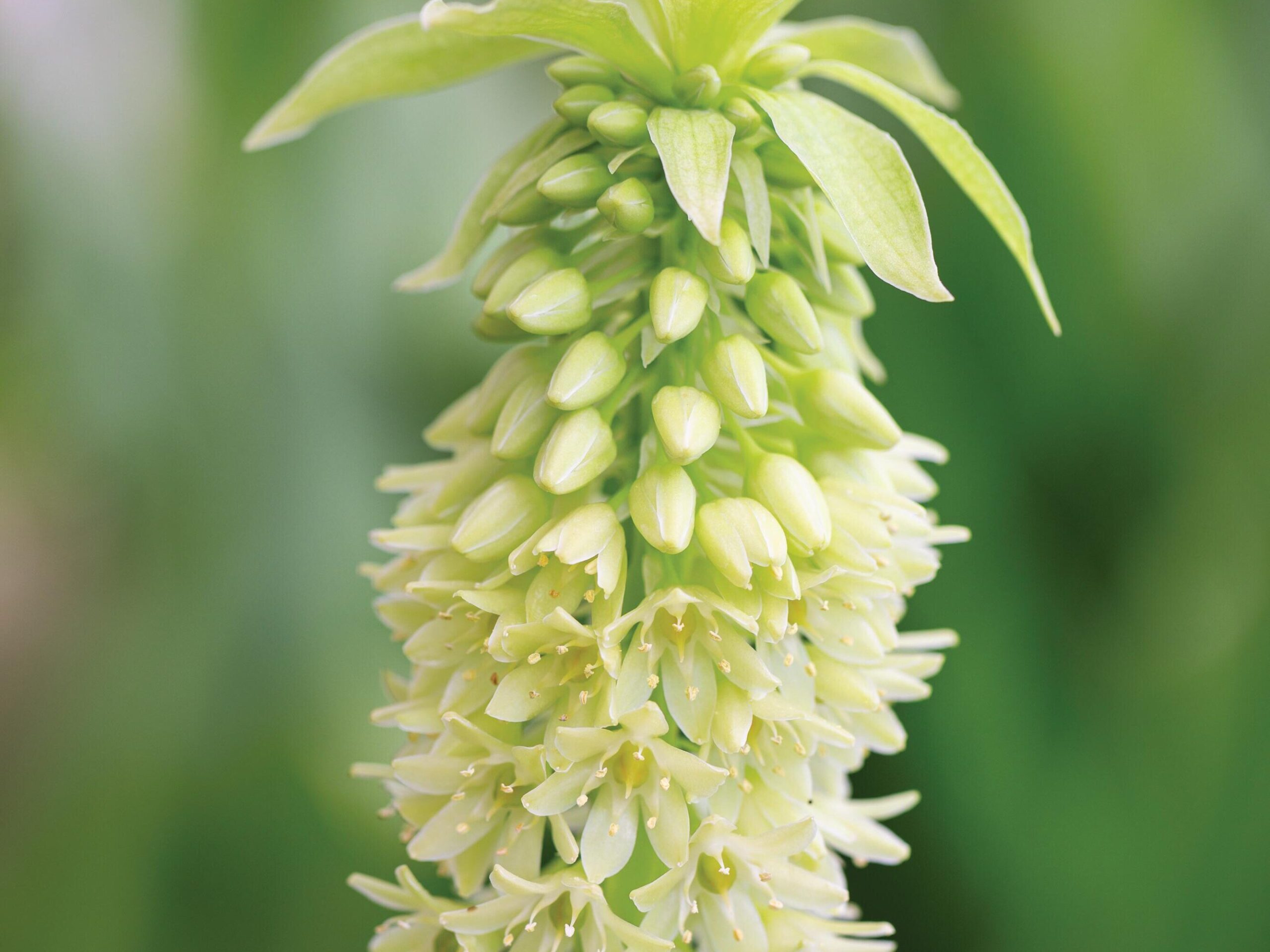 Eucomis bicolor ‘Alba’ © Richard Bloom