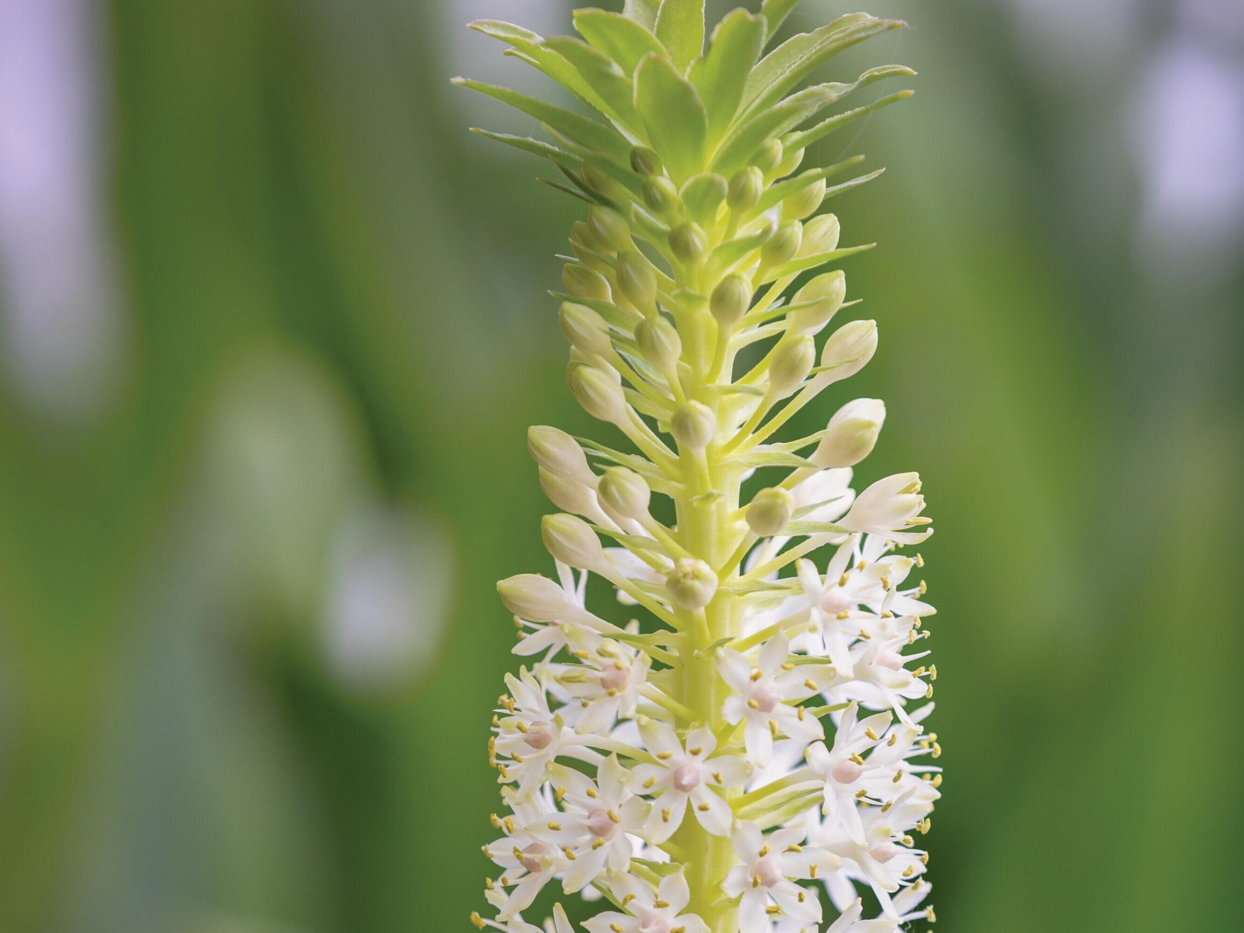 Eucomis comosa ‘Kilimanjaro’ © Richard Bloom