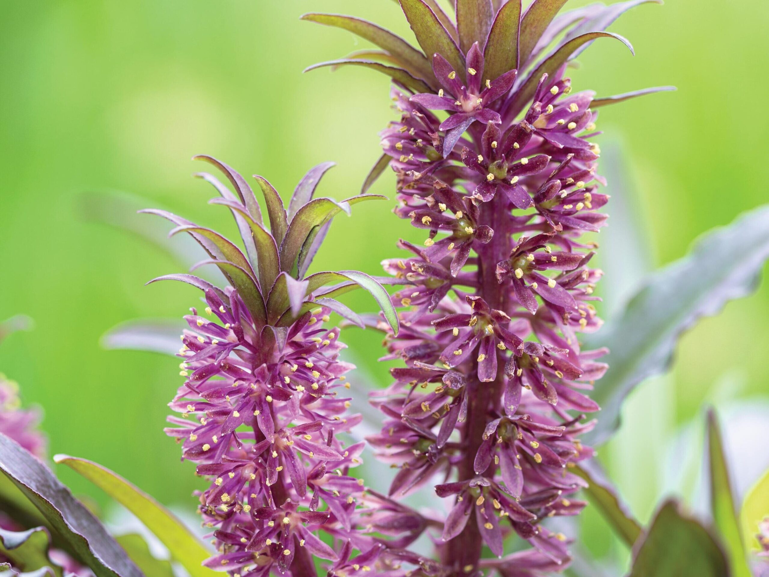 Eucomis zambesiaca ‘Black’ © Richard Bloom