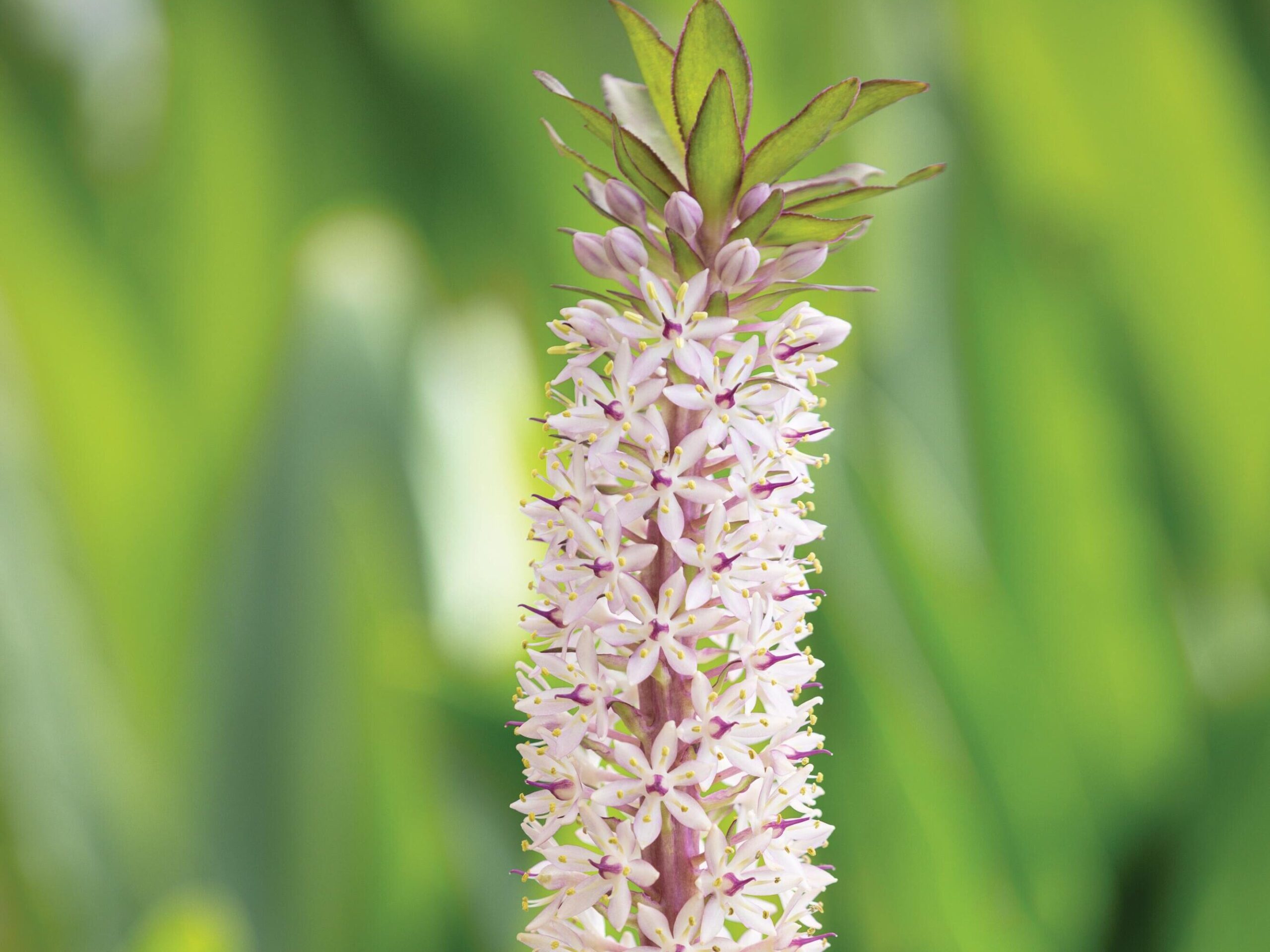 Eucomis comosa ‘Indian Summer’ © Richard Bloom