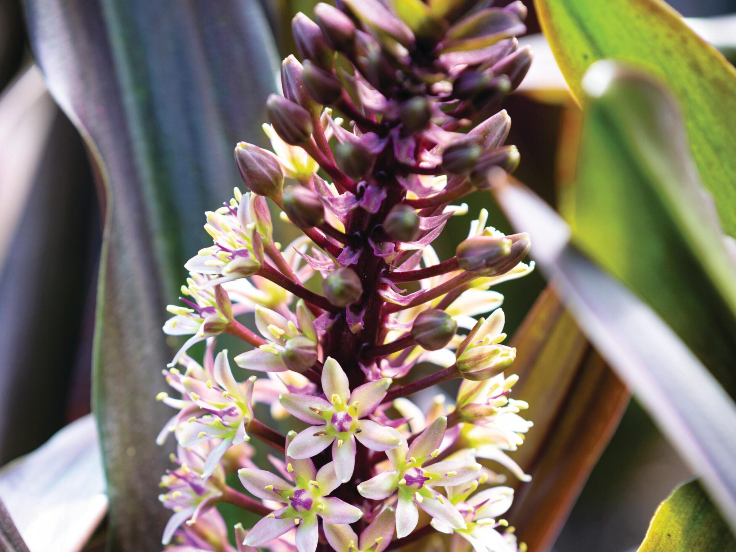 Eucomis comosa ‘Sparkling Burgundy’ © Richard Bloom