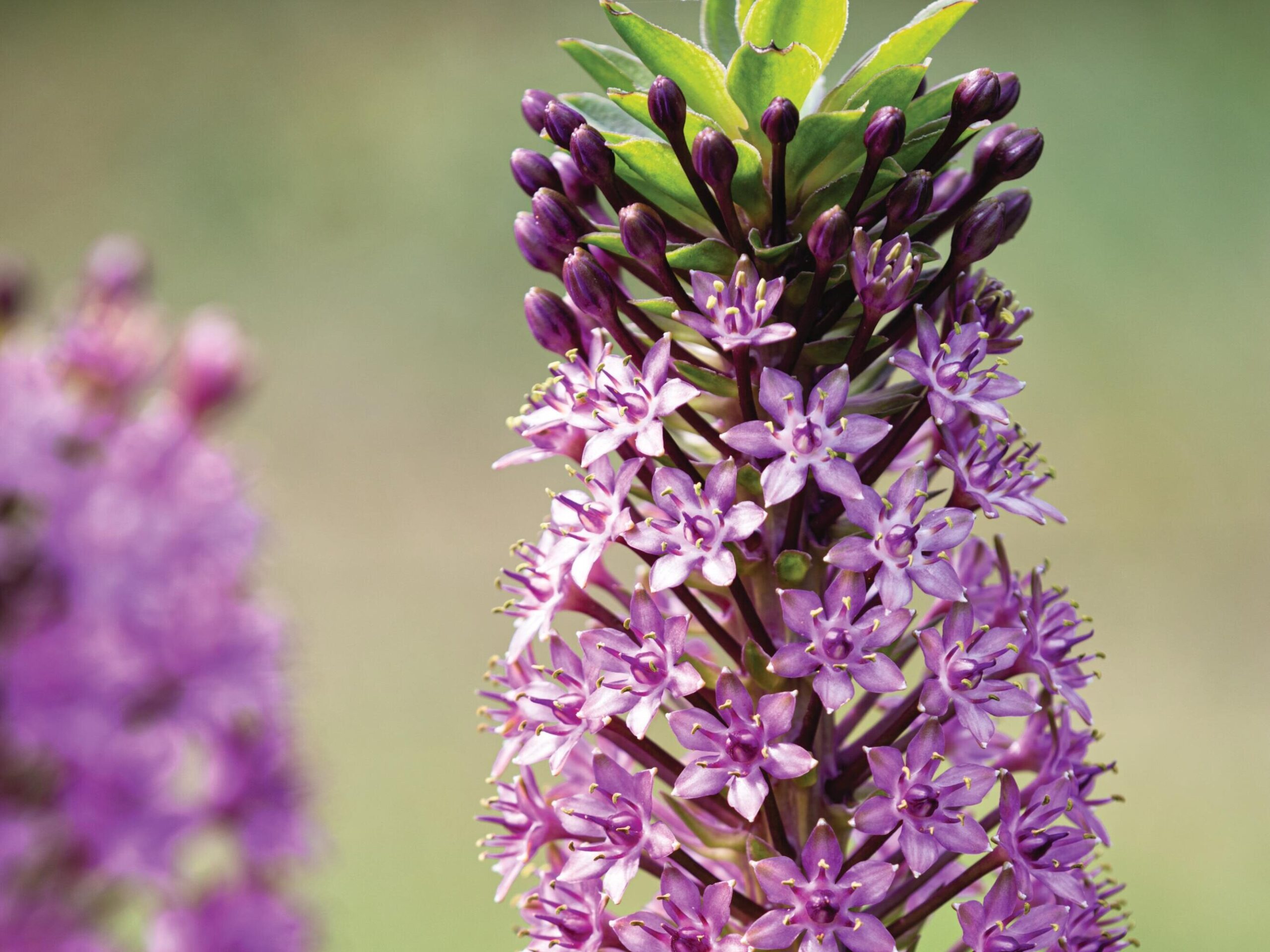 Eucomis ‘Pink Gin’ © Richard Bloom