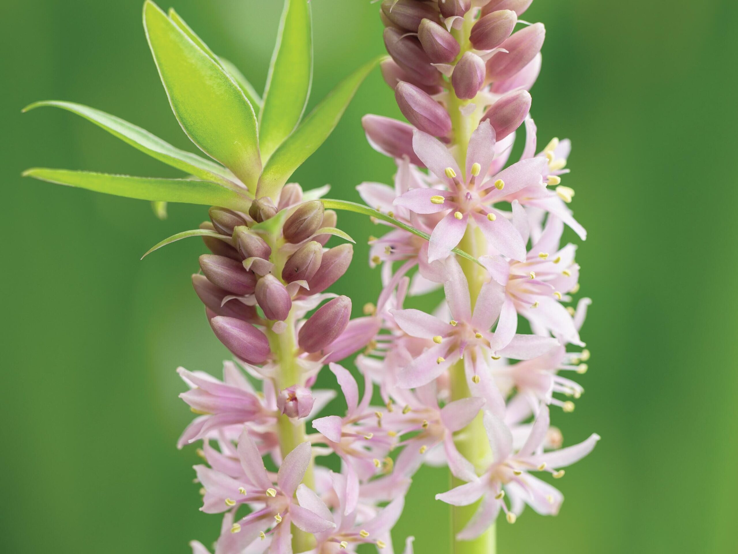 Eucomis Nani (= ‘Gsalipol’) ©Richard Bloom