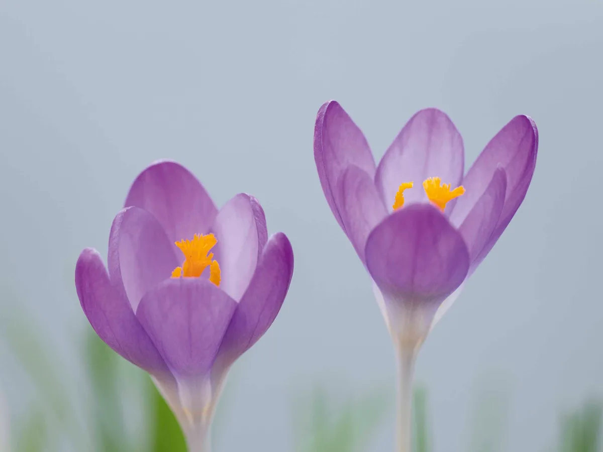 Crocus tommasinianus 'Barr's Purple' Crocus tommasinianus 'Barr's Purple'