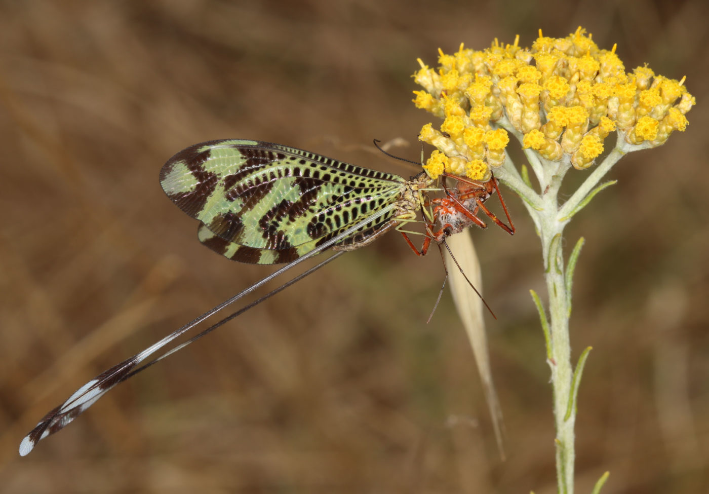Lacewing Sinuated Spoonwing, Nemoptera sinuata, and Rhinocoris iracundus