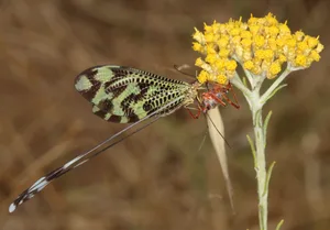 Lacewing Sinuated Spoonwing, Nemoptera sinuata, and Rhinocoris iracundus Lacewing Sinuated Spoonwing, Nemoptera sinuata, and Rhinocoris iracundus