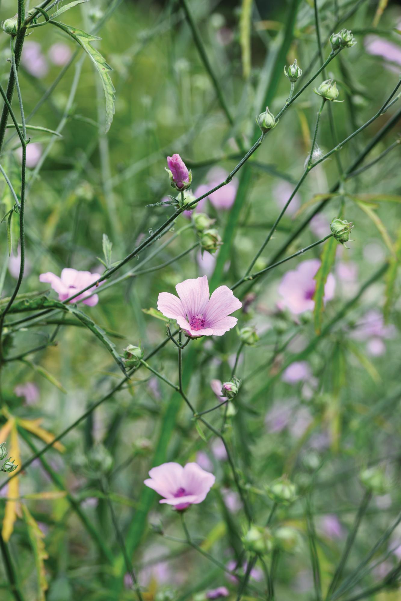 Althaea cannabina