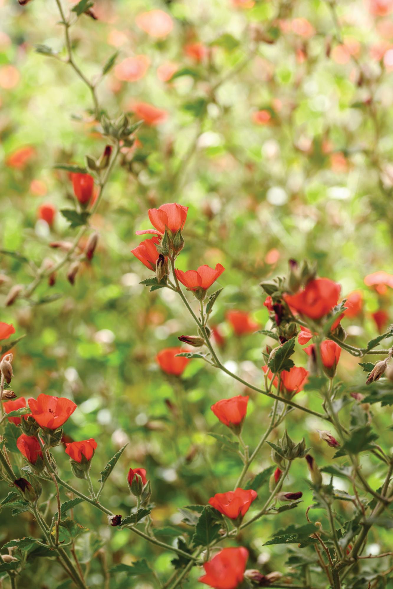 Sphaeralcea ‘Newleaze Coral’