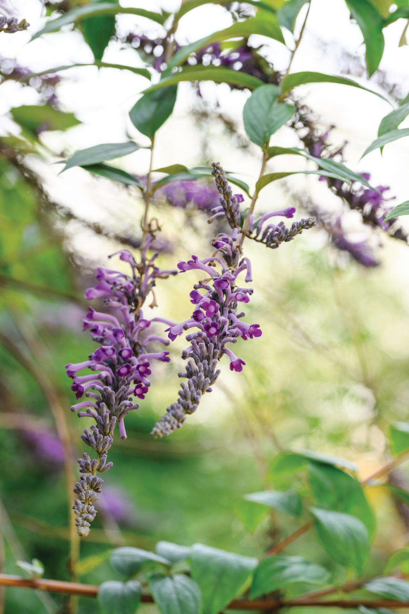 Buddleja lindleyana