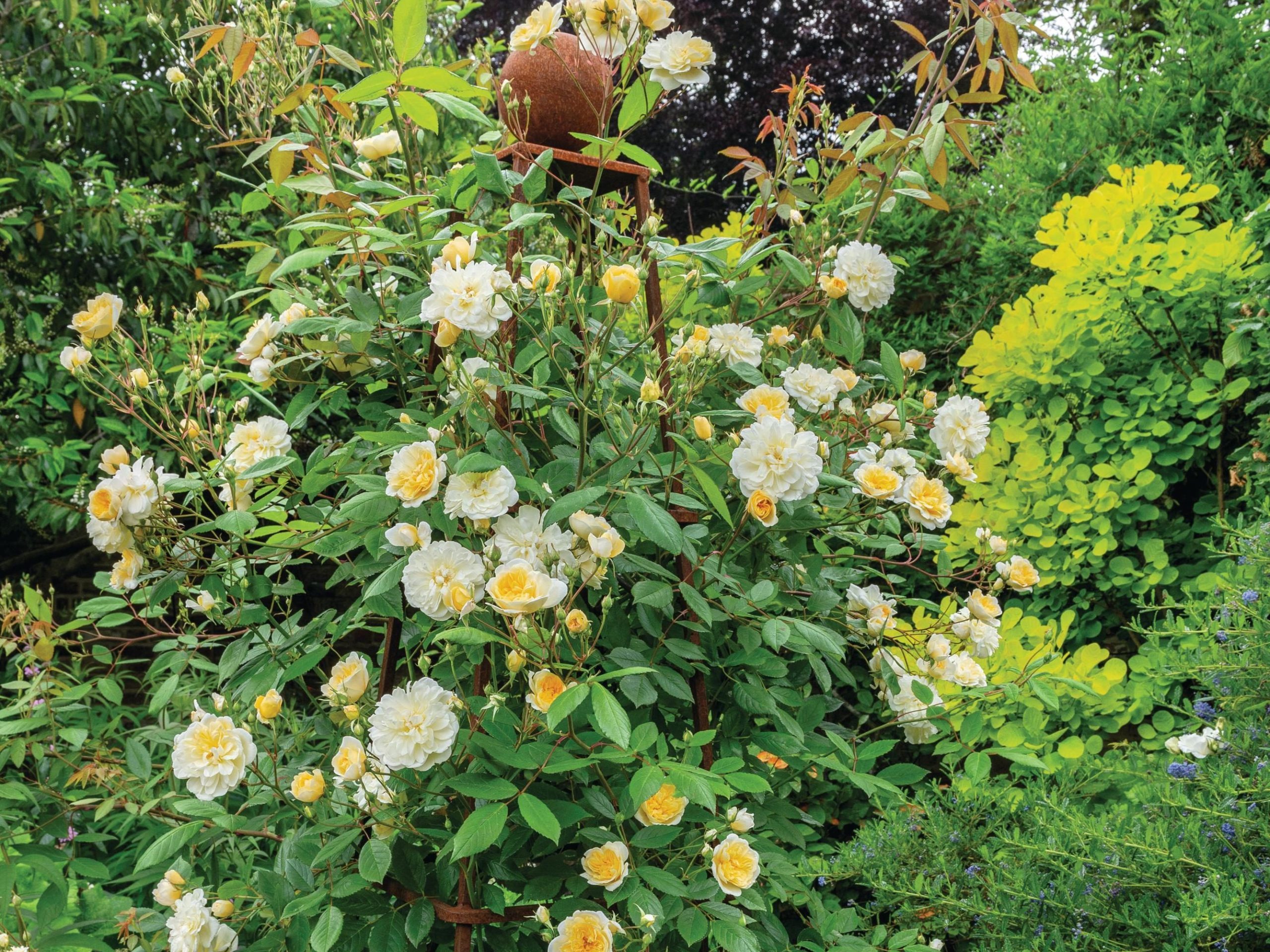 Rambling roses in a garden