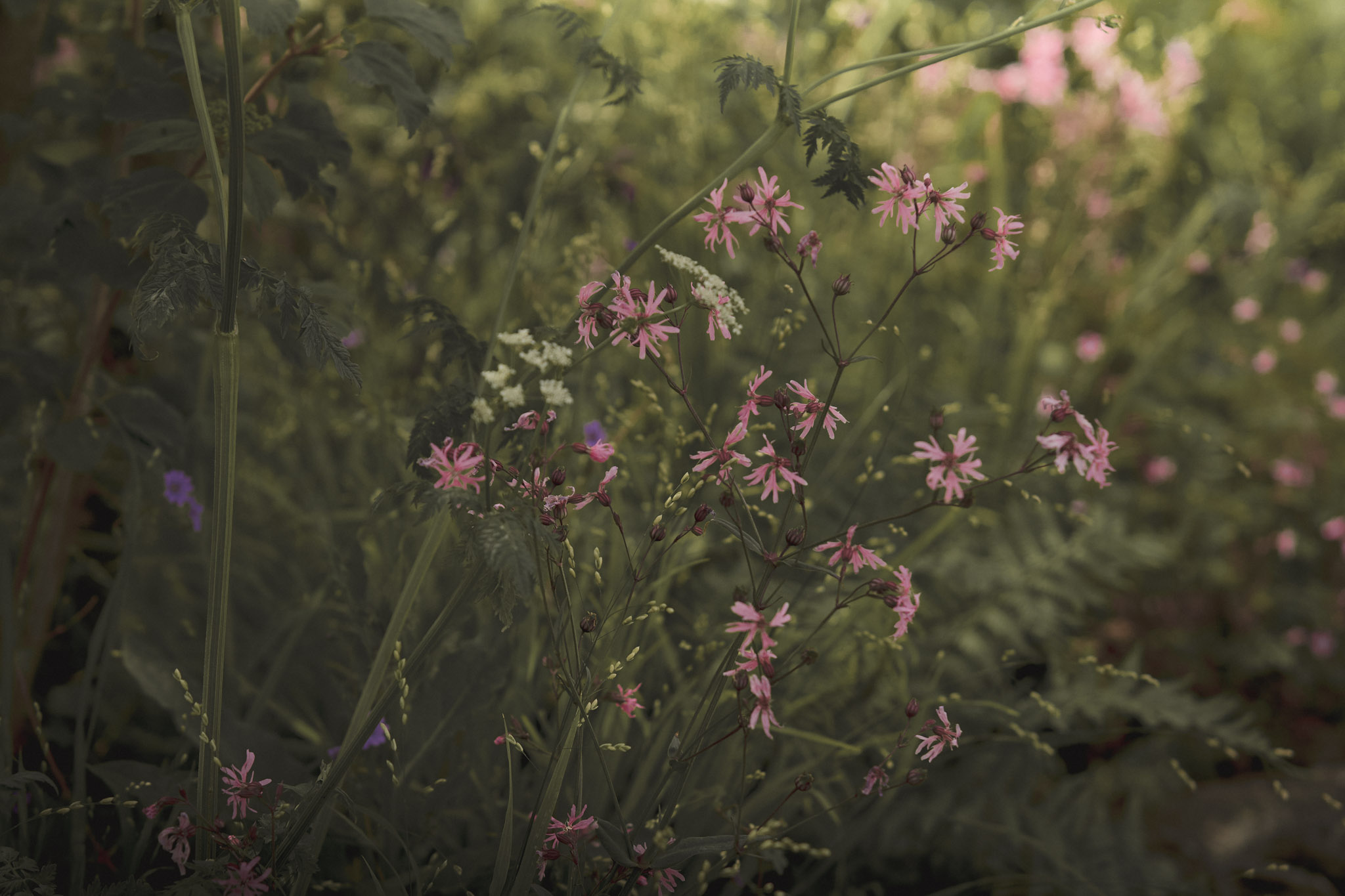 Silene flos-cuculi