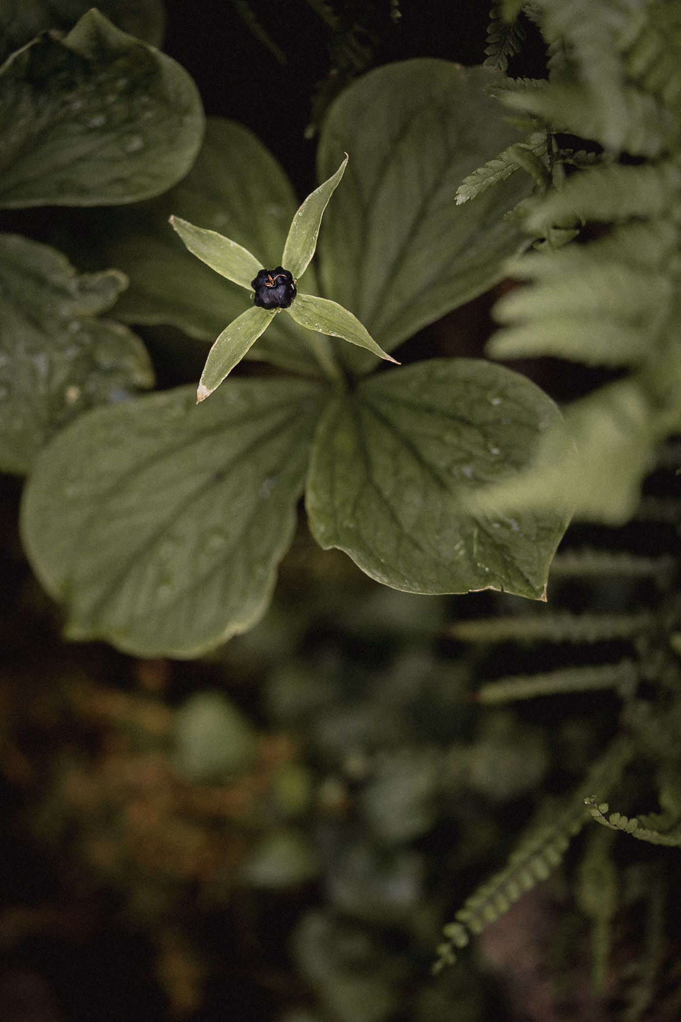 Paris quadrifolia