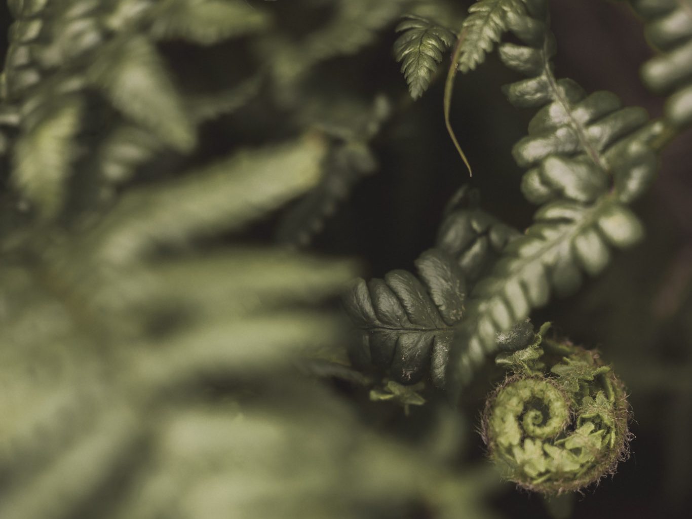 Dryopteris affinis