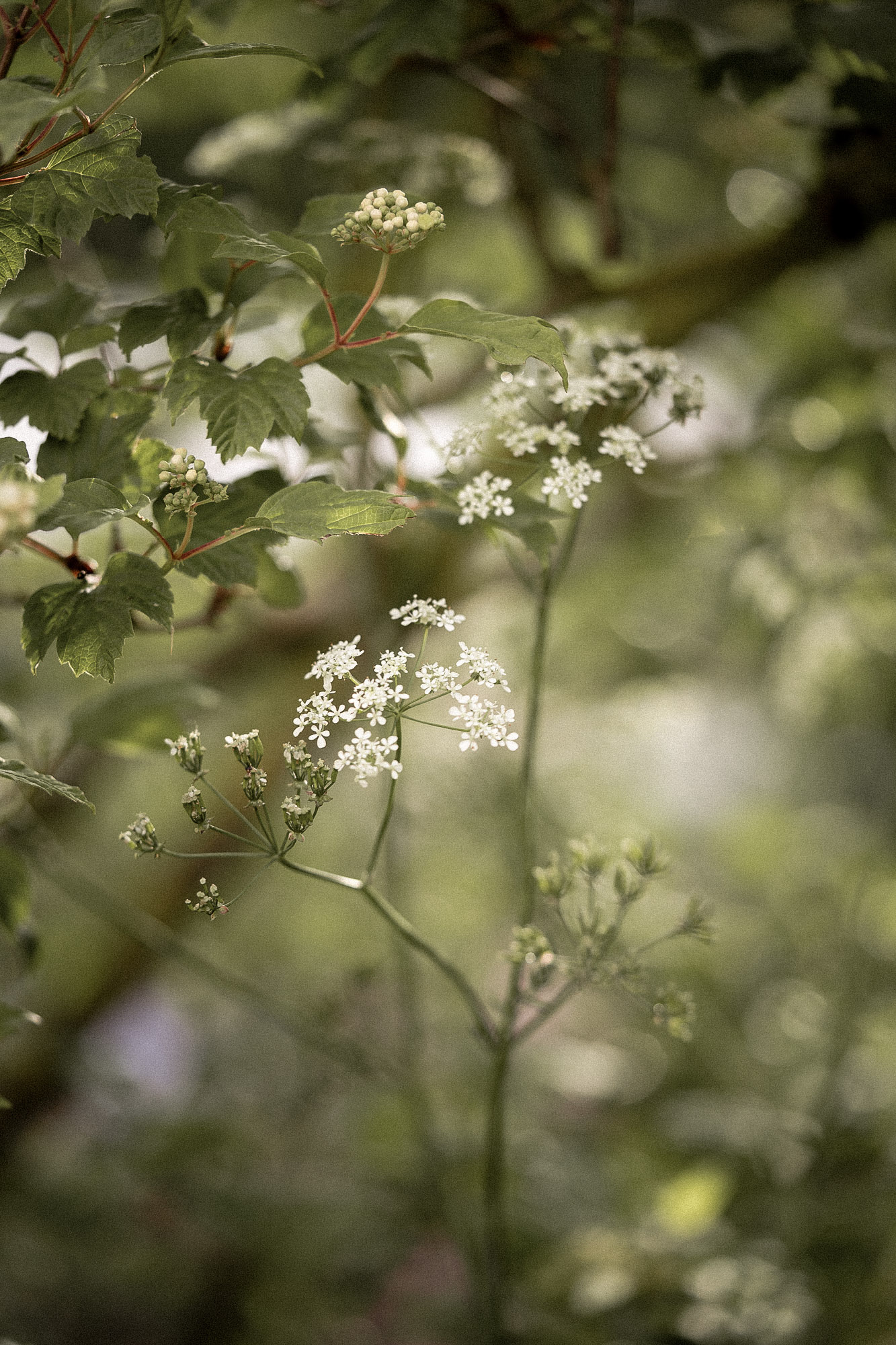 Anthriscus sylvestris