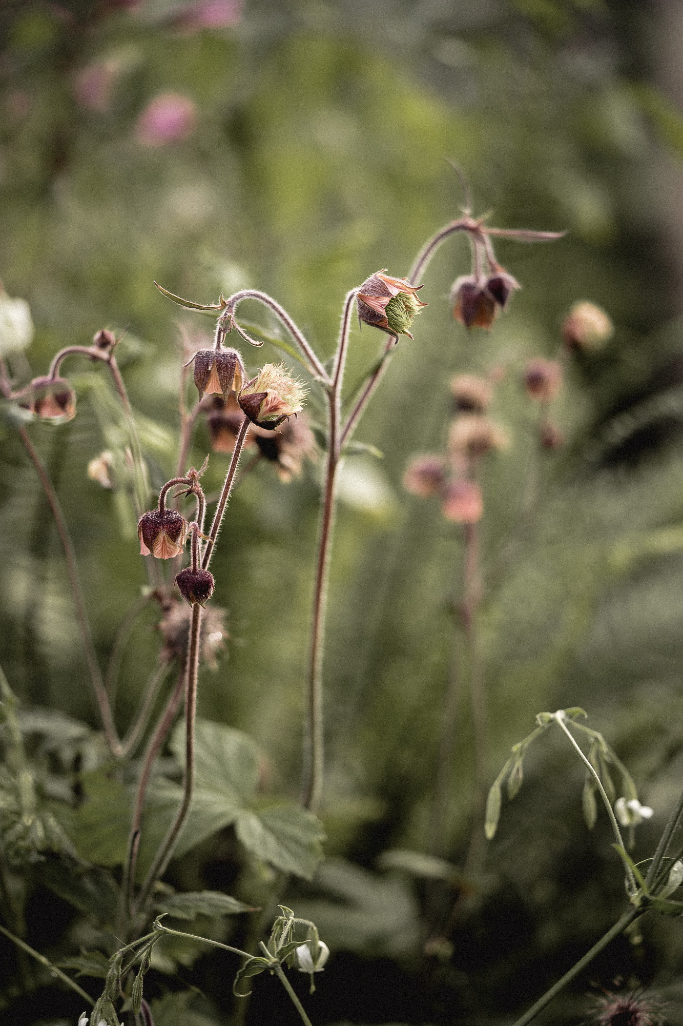 Geum rivale