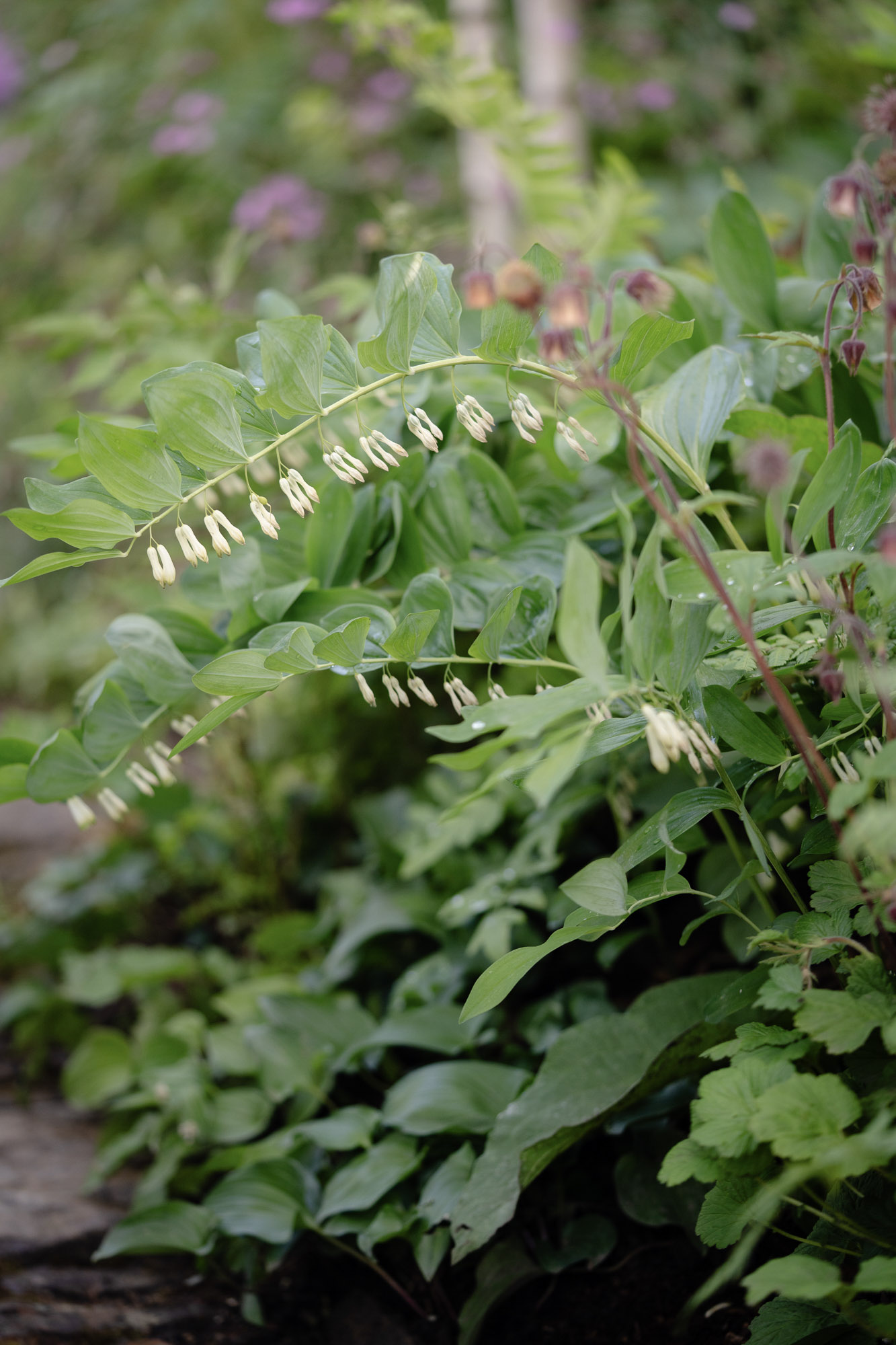 Polygonatum multiflorum