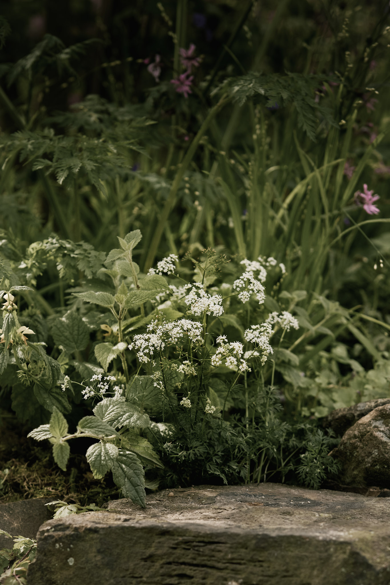 Conopodium majus