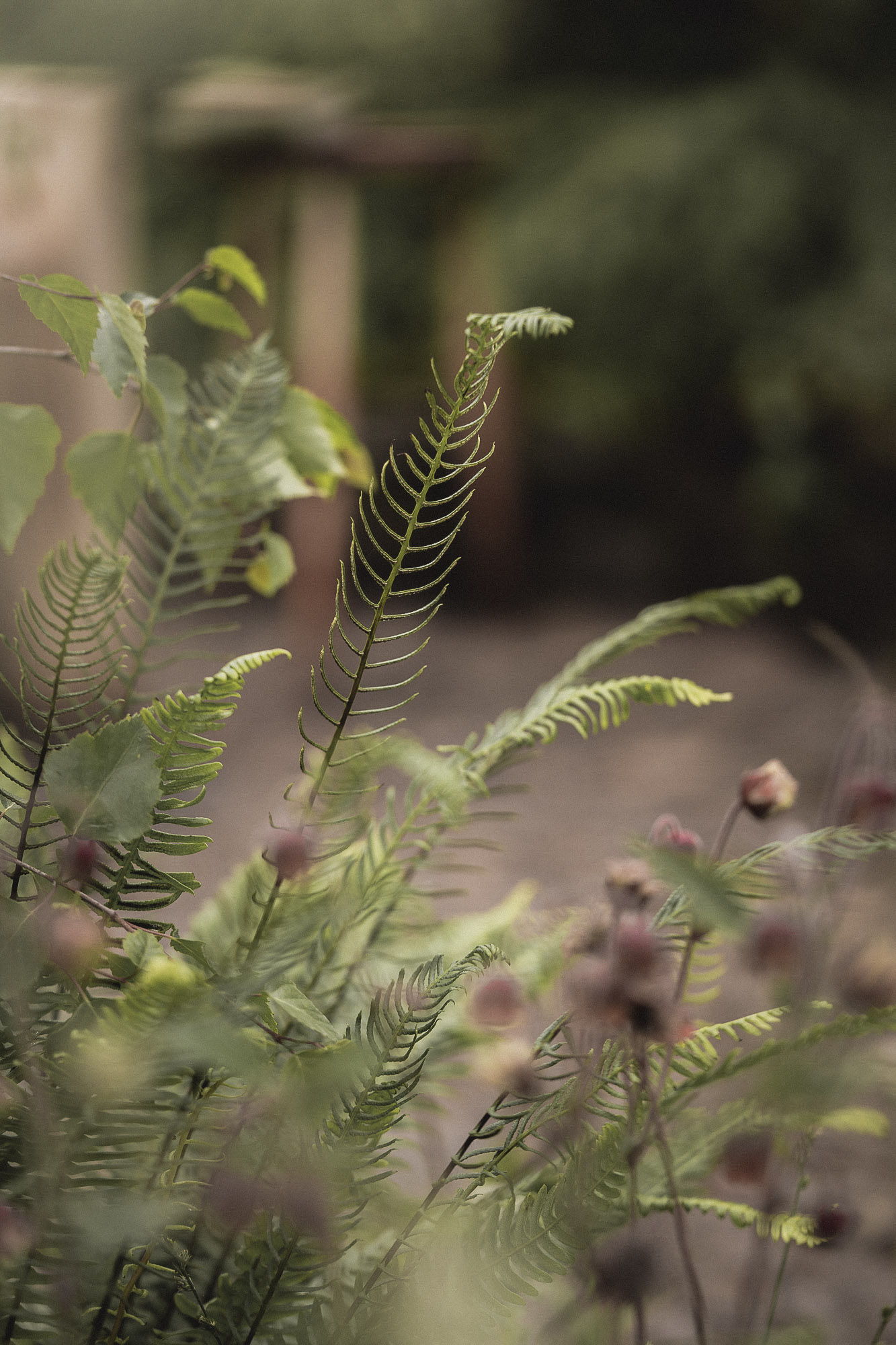 Blechnum spicant