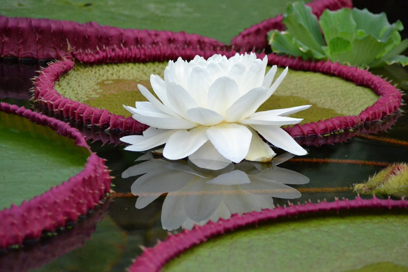Victoria Boliviana - © RBG KEW