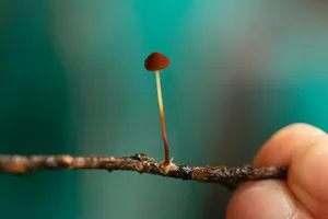 Fungi at Brazil's Atlantic Forest © Lydia Shellien-Walker/ Royal Botanic Gardens Kew Fungi at Brazil's Atlantic Forest © Lydia Shellien-Walker/ Royal Botanic Gardens Kew