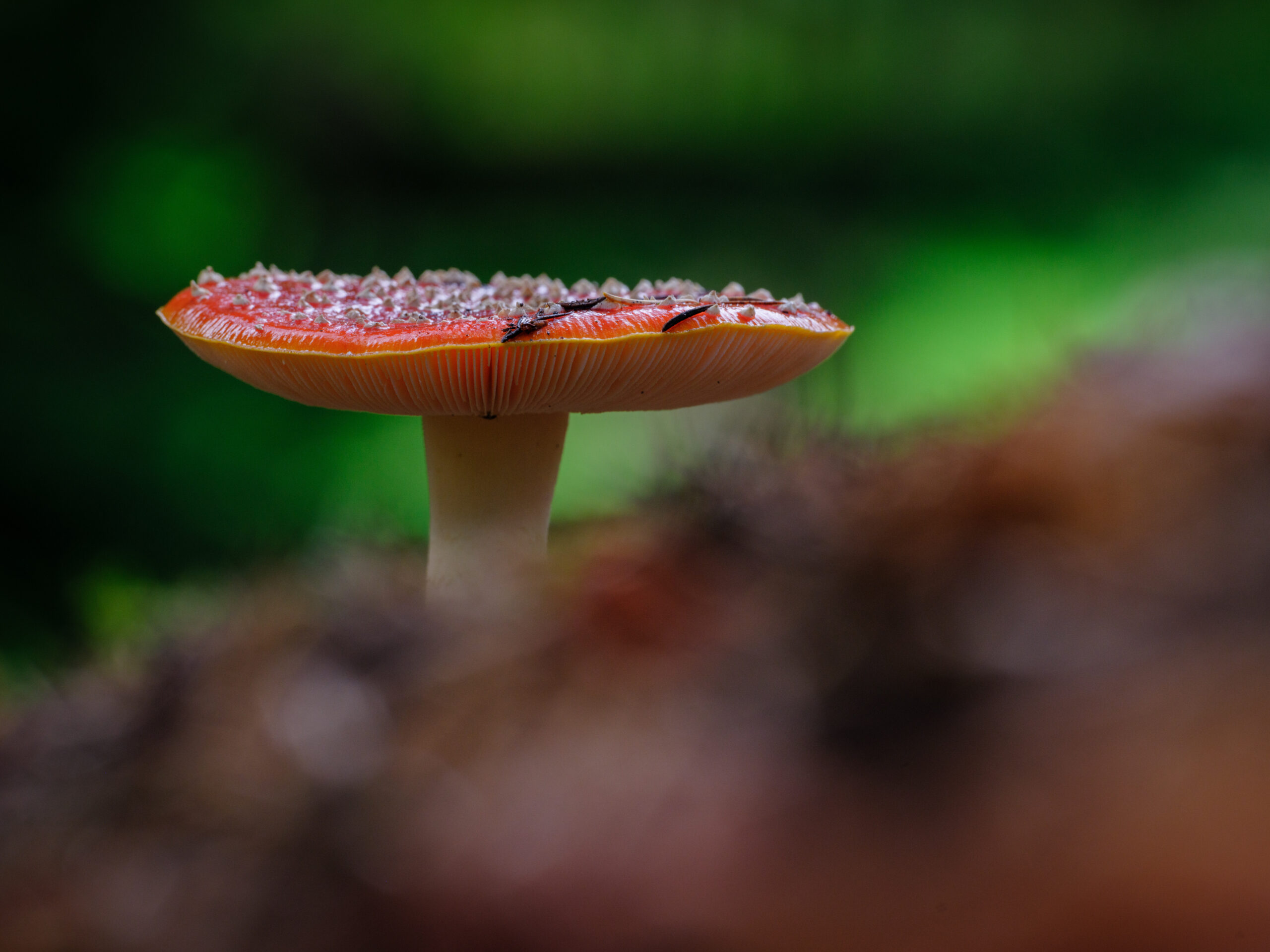 Fungi at Wakehurst © Jim Holden