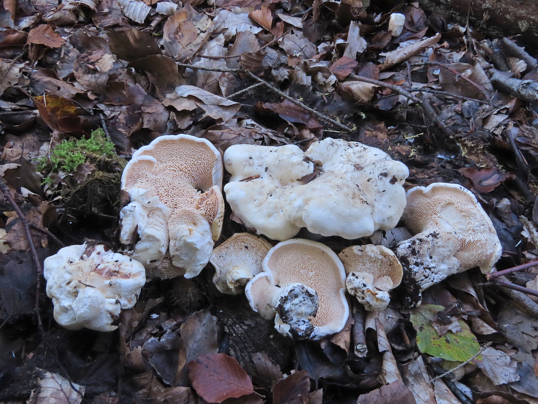 Queen's hedgehog (Hydnum reginae) © Geoffrey Kibby